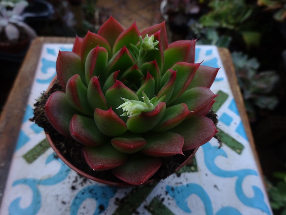 Echeveria simulans x Maria Cristina.JPG