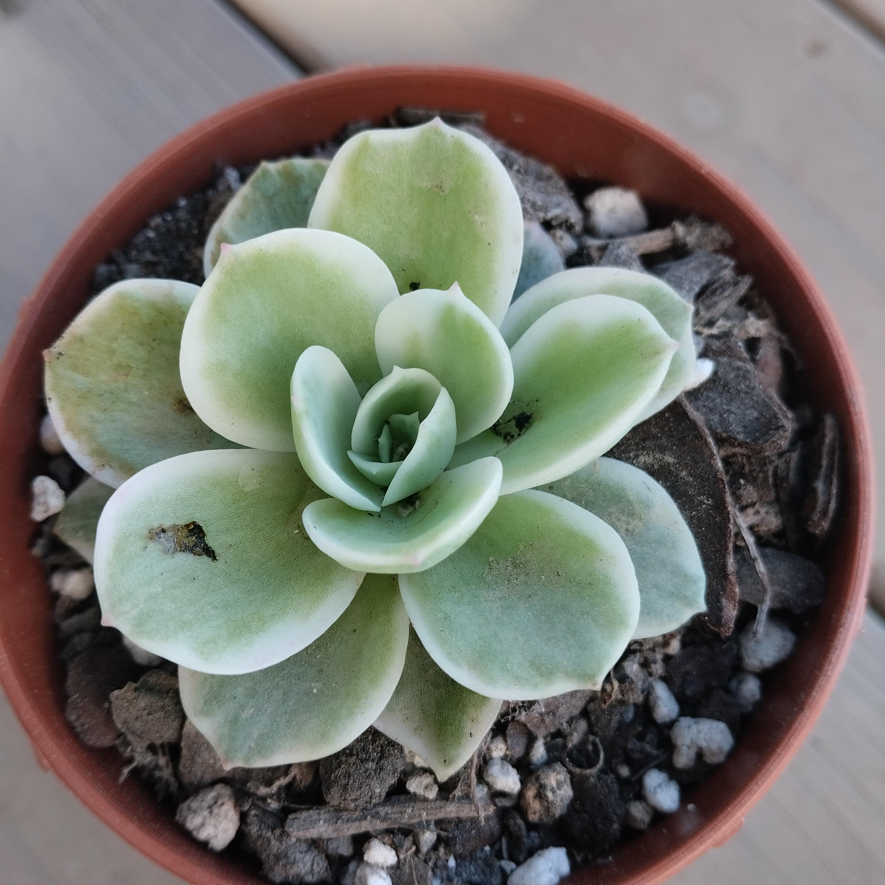 Creo que es una Echeveria Lemon rose variegada