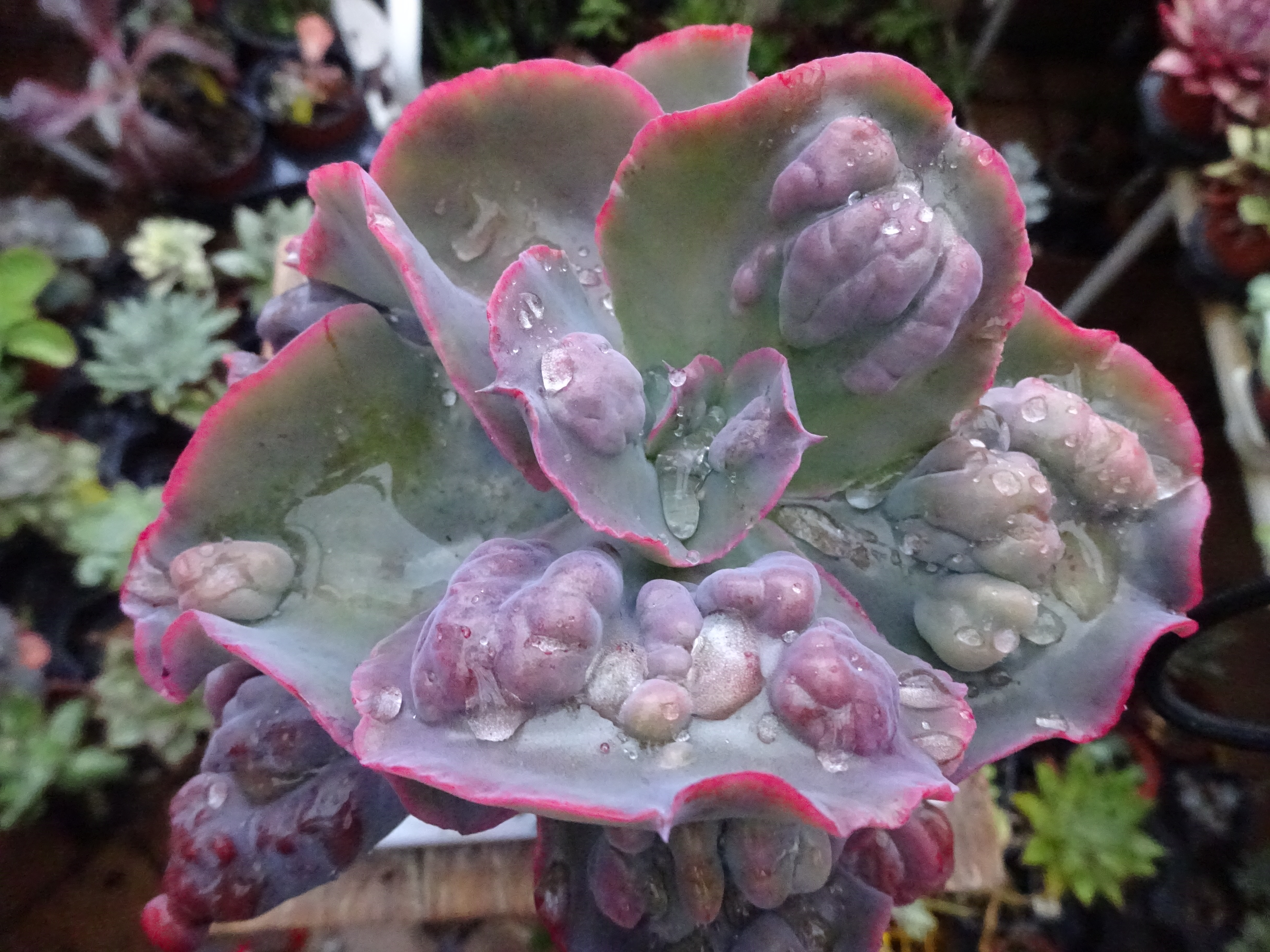 Echeveria Calypso.JPG