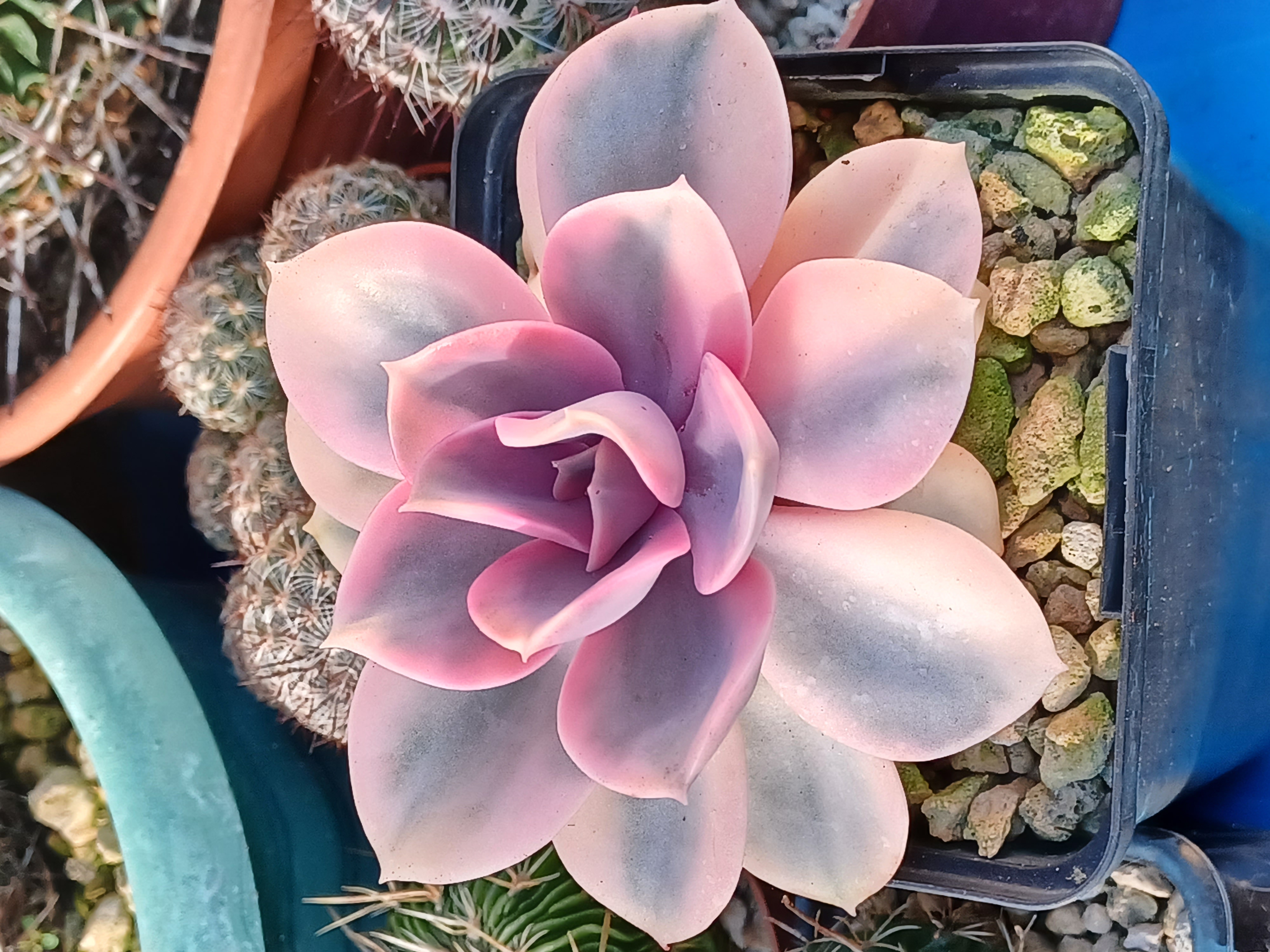 Echeveria 'Rainbow'