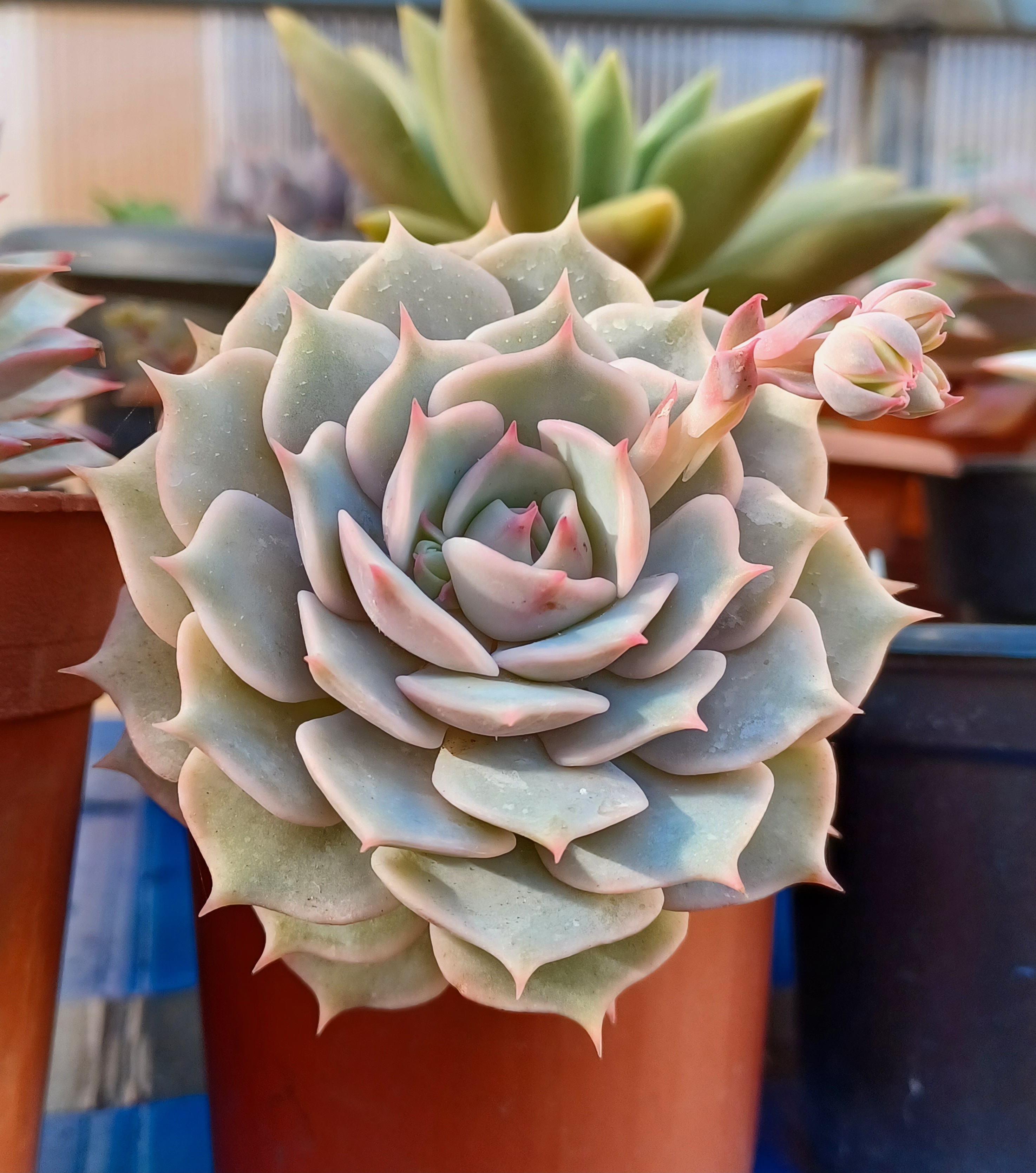 Echeveria 'Lola'