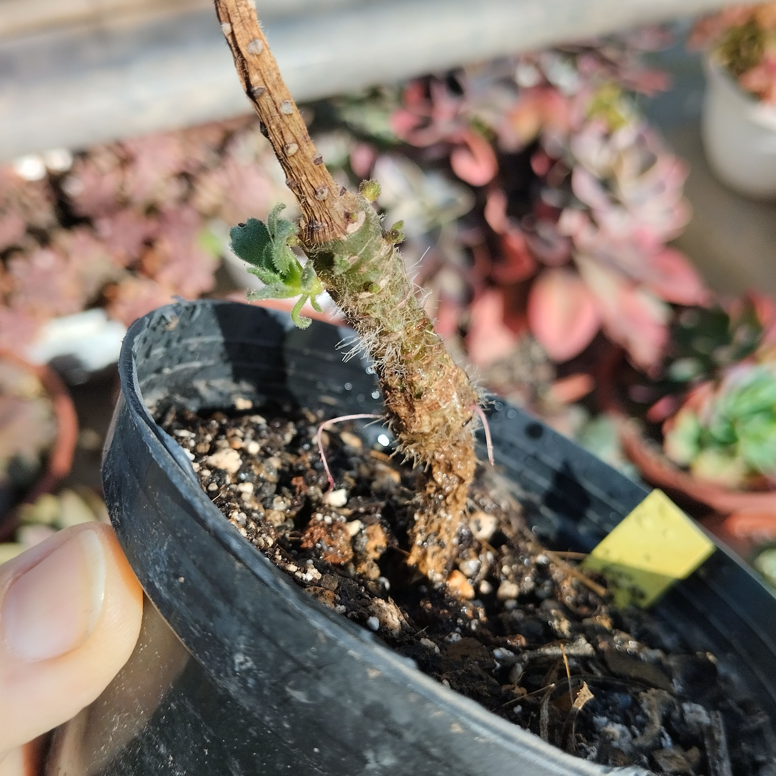 aeonium smithii