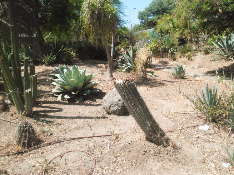 jardin-americano.-destrozos.-a.jpg