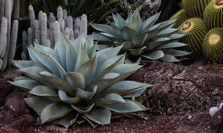 agave-ovatifolia.jpg