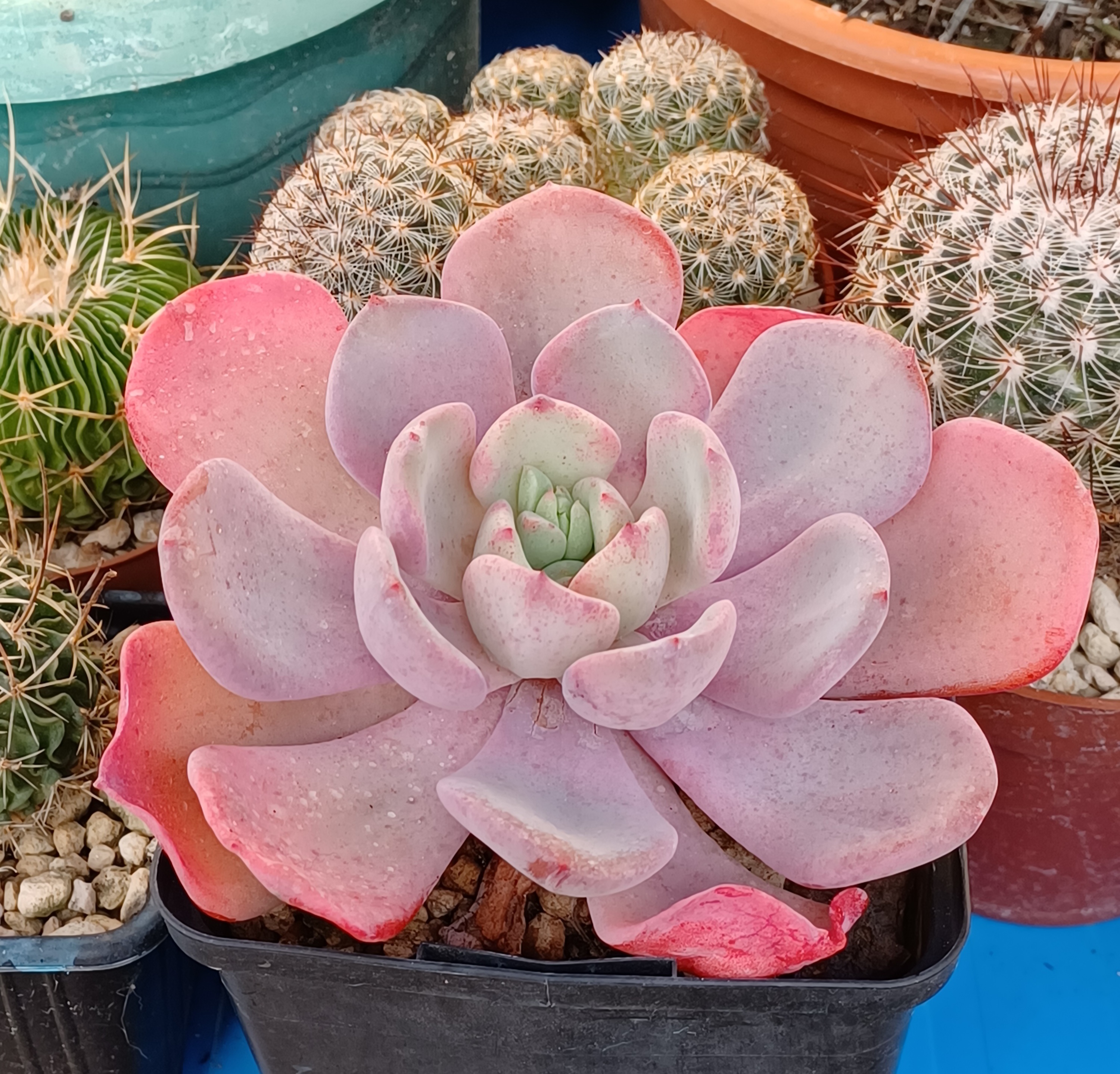 Echeveria laui x setosa var oteroi