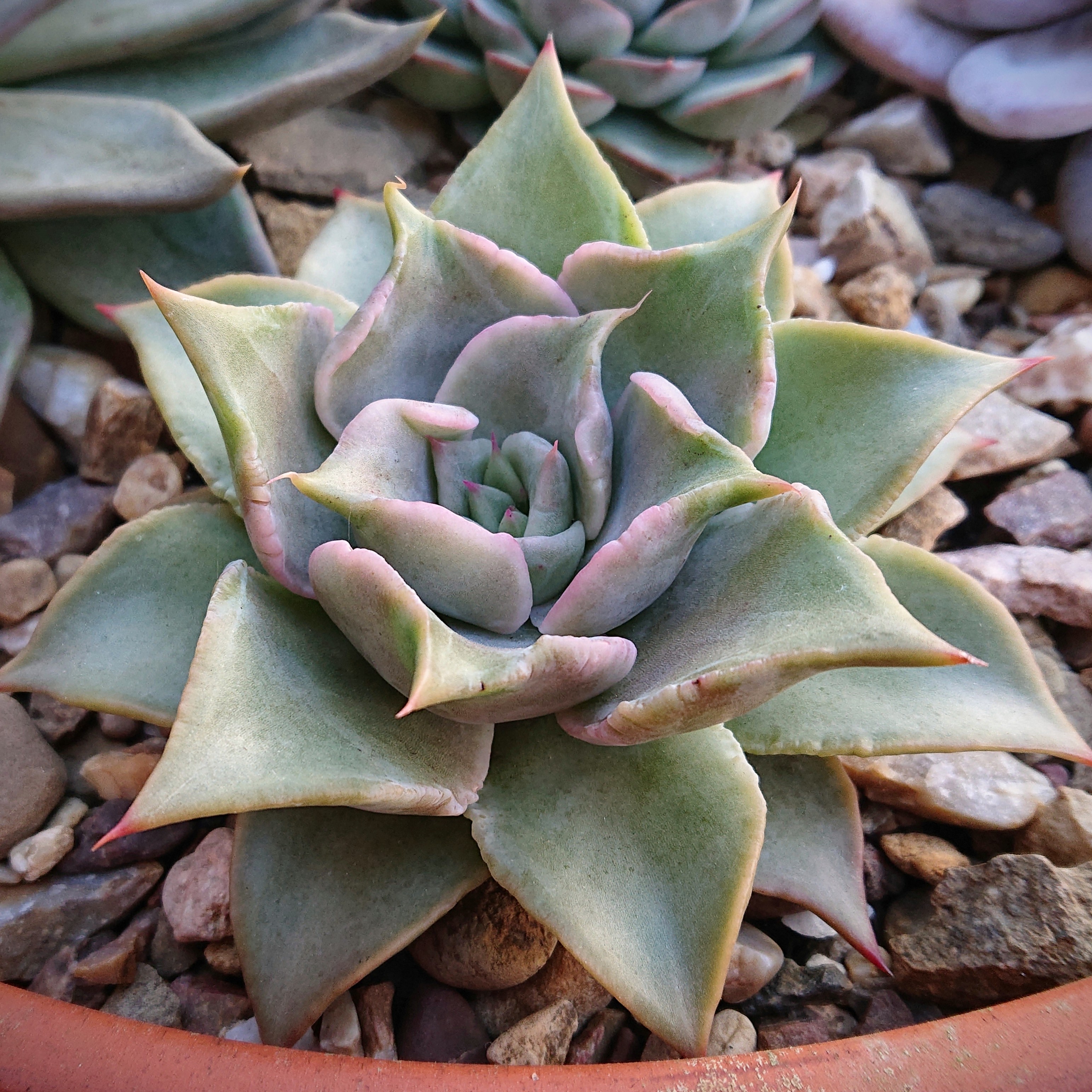 Echeveria cv. Madiba