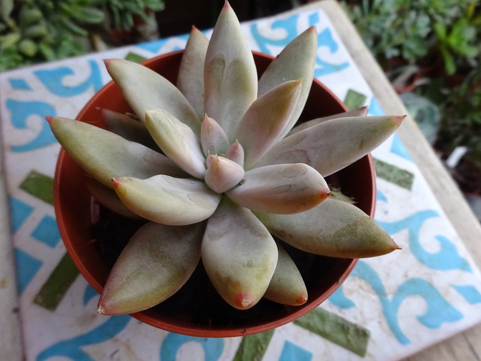 Echeveria tolimanensis.JPG