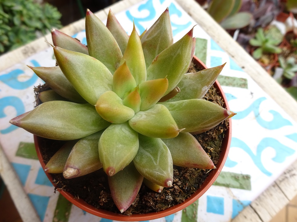 Echeveria tolimanensis ) with not pruinose leaves).JPG