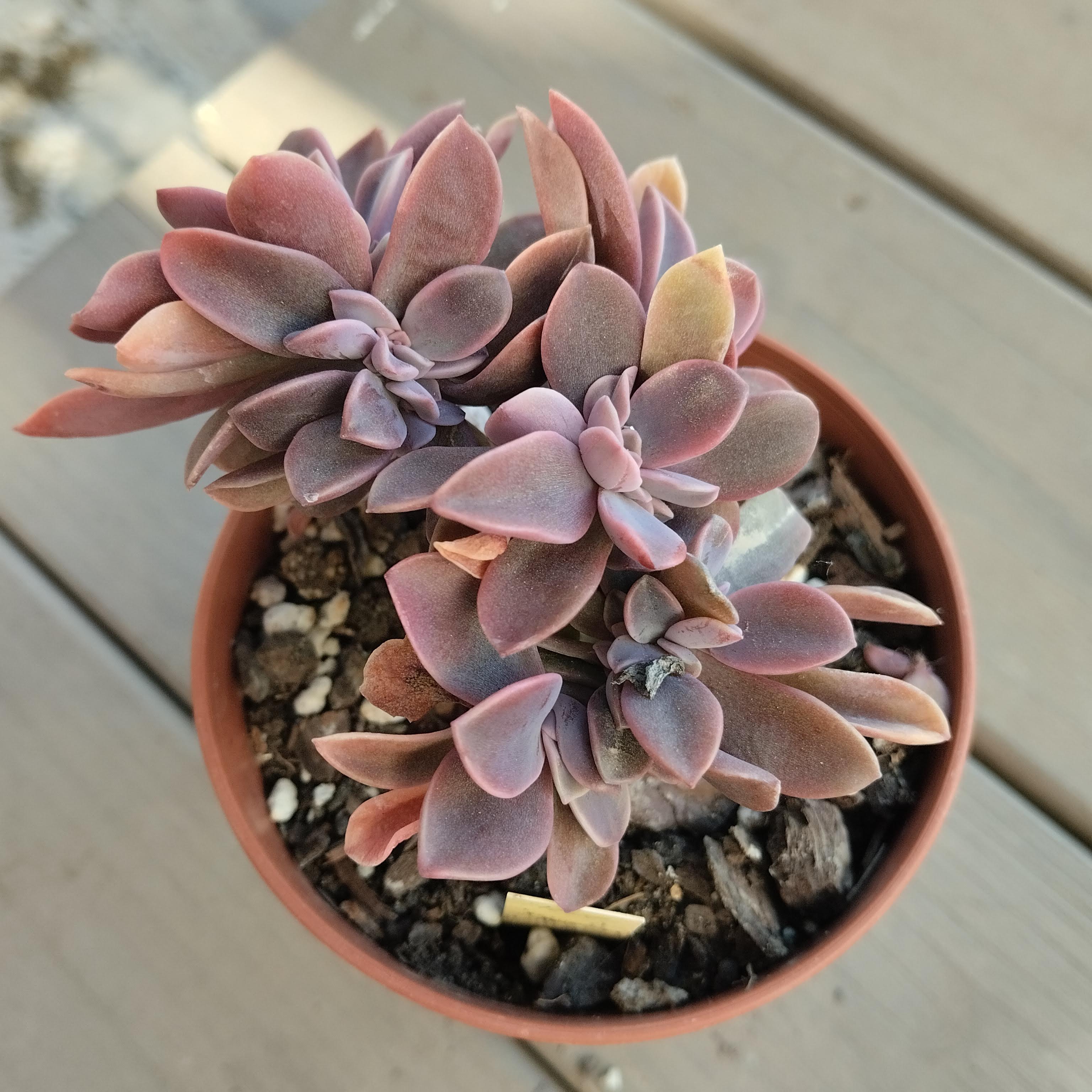 graptoveria fred ives crestada