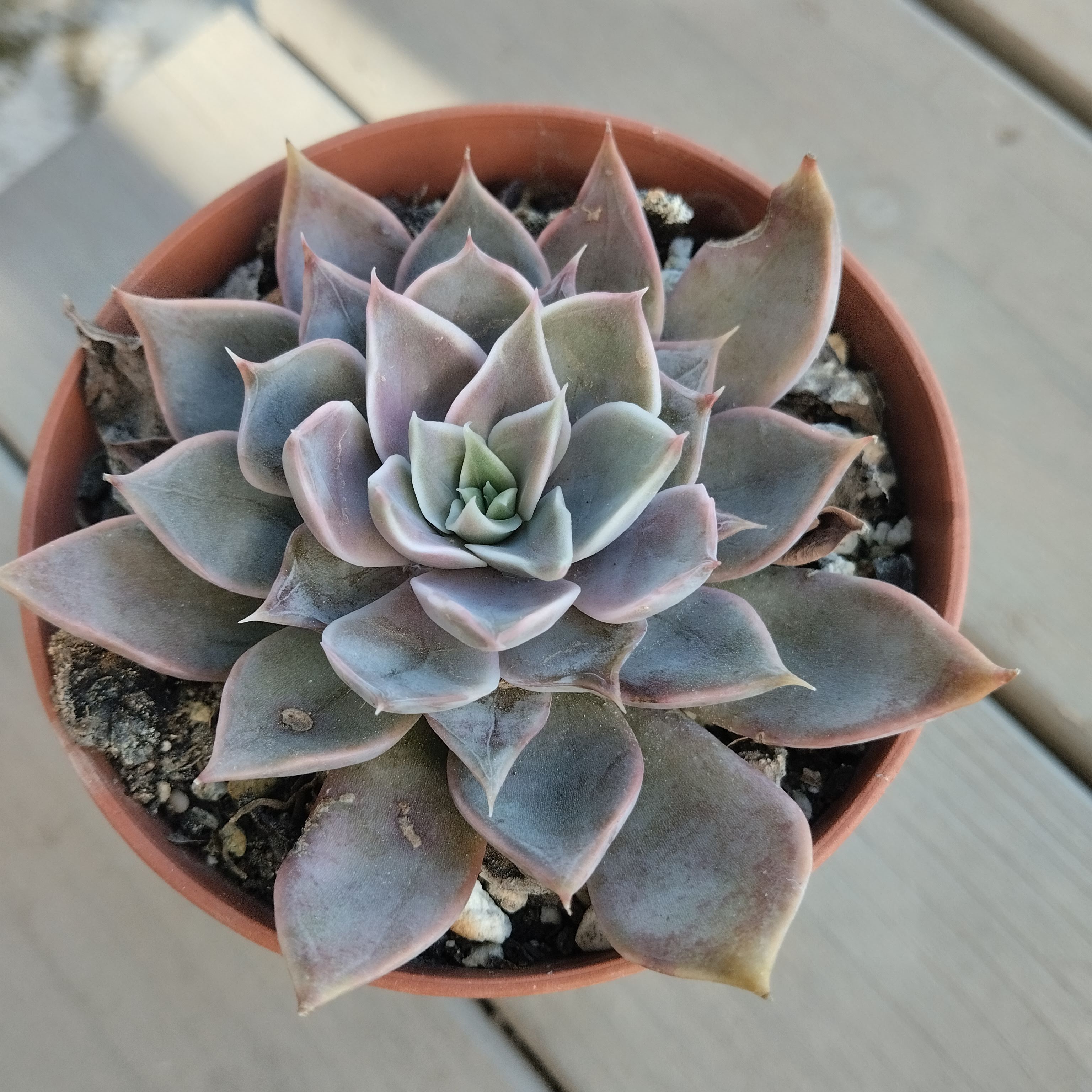 echeveria mensa dark desire