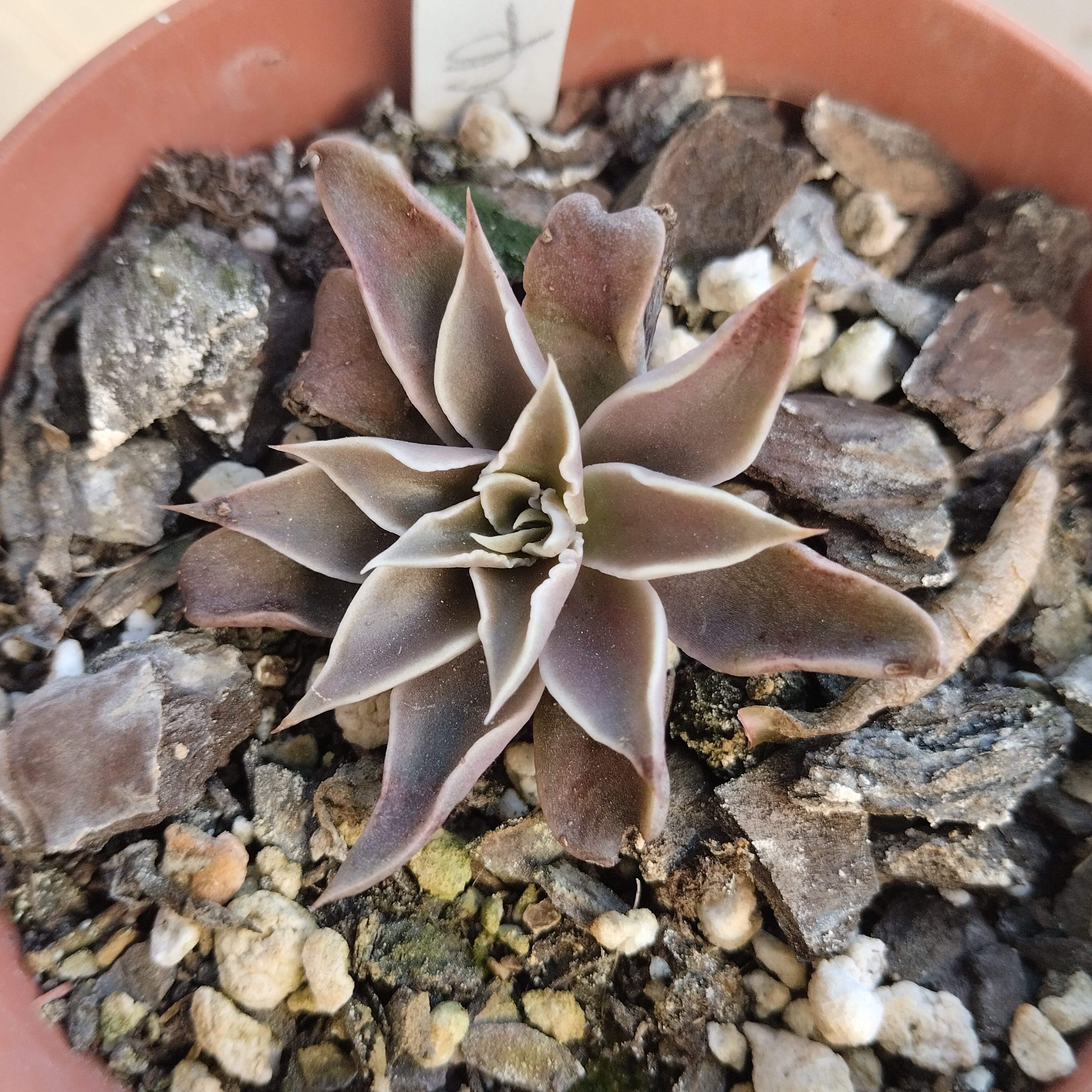 Echeveria 'Sabre Wolf'