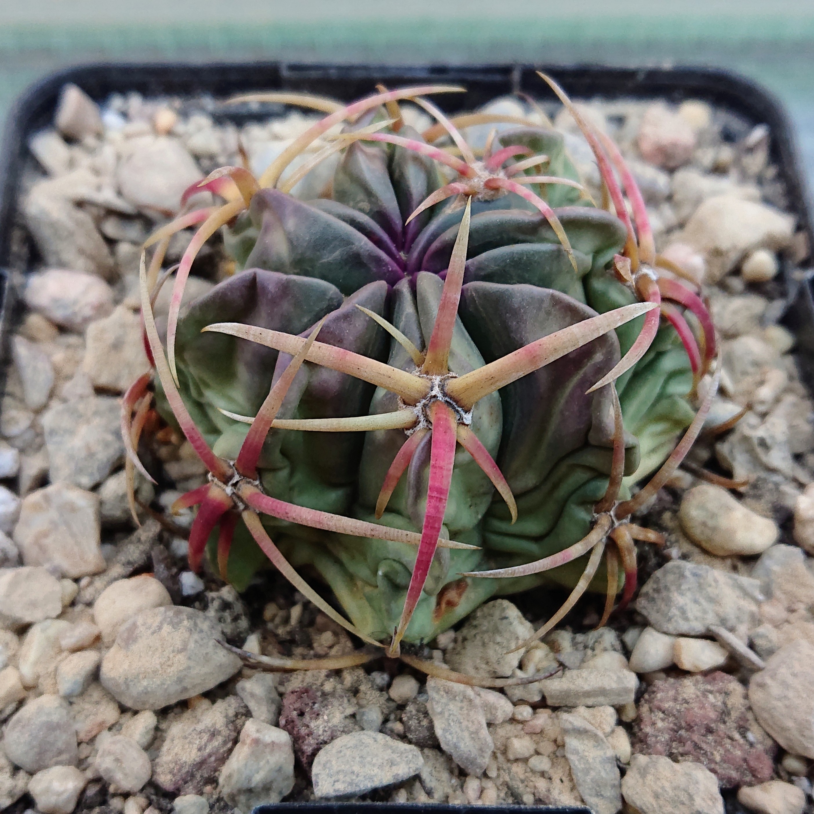 Ferocactus macrodiscus