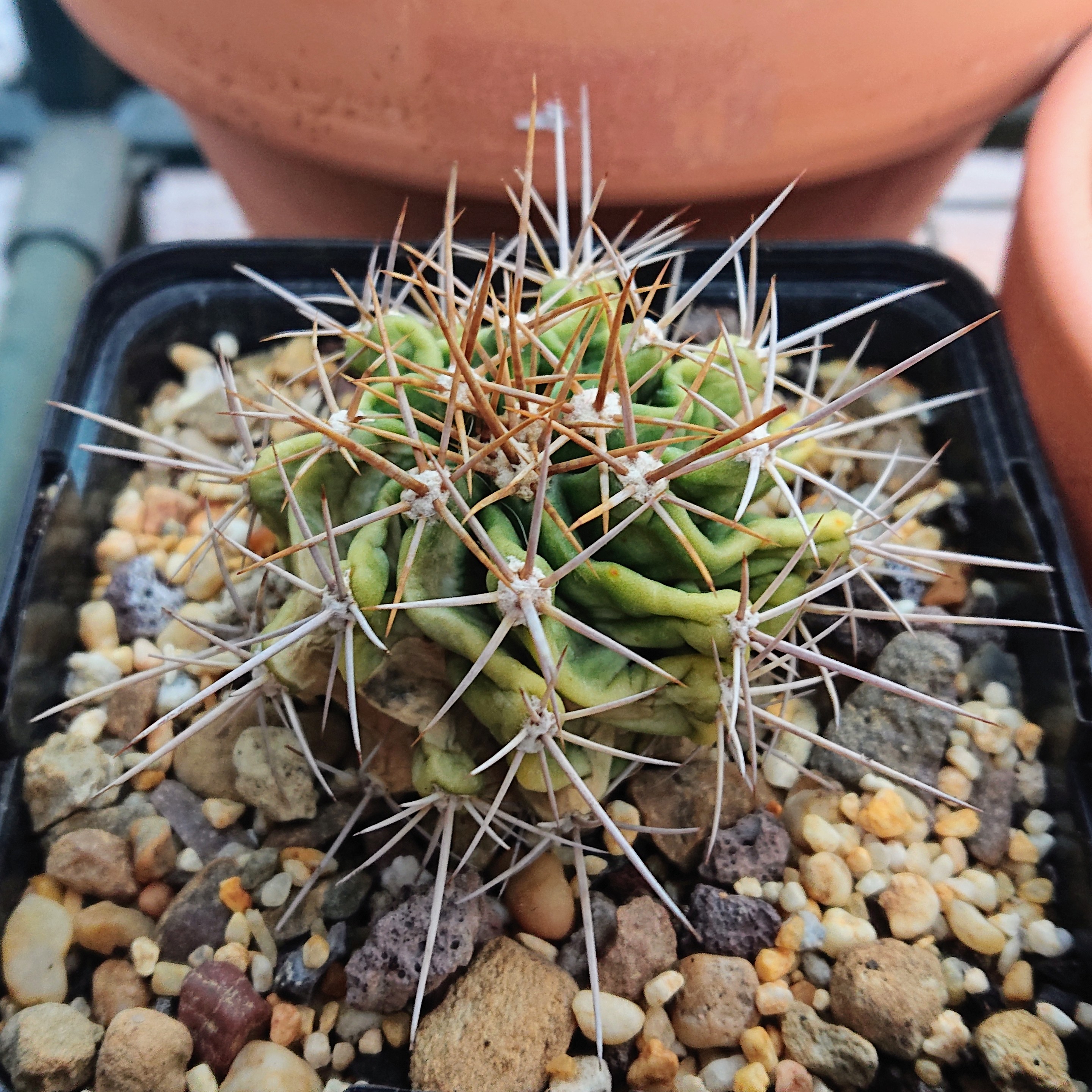 Ferocactus echidne