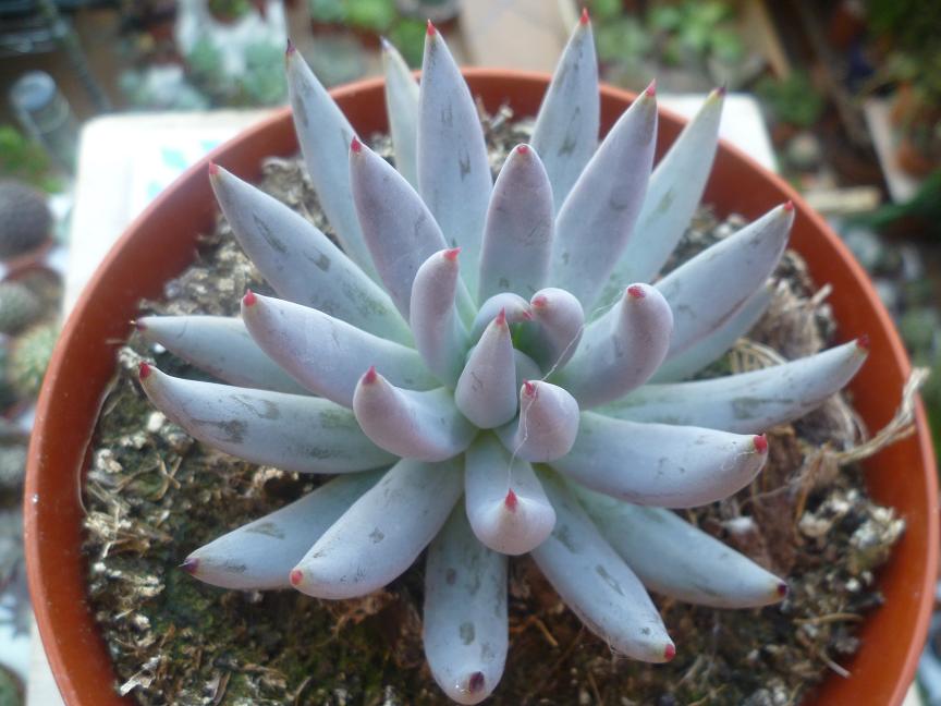 Echeveria unguiculata.JPG