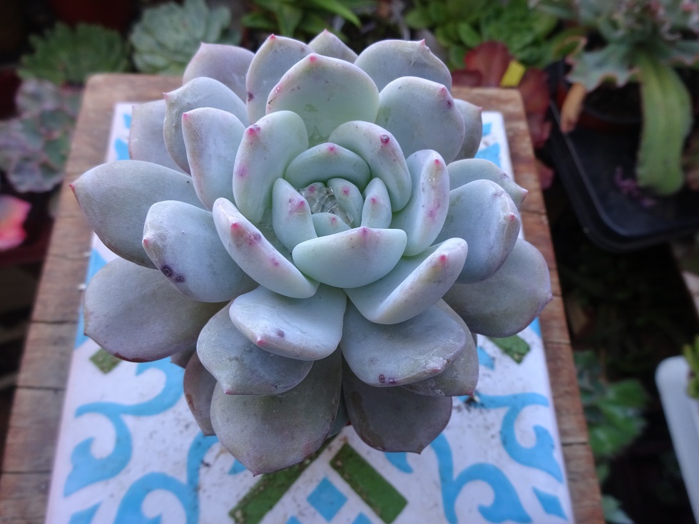 Echeveria  Monroe x laui.JPG