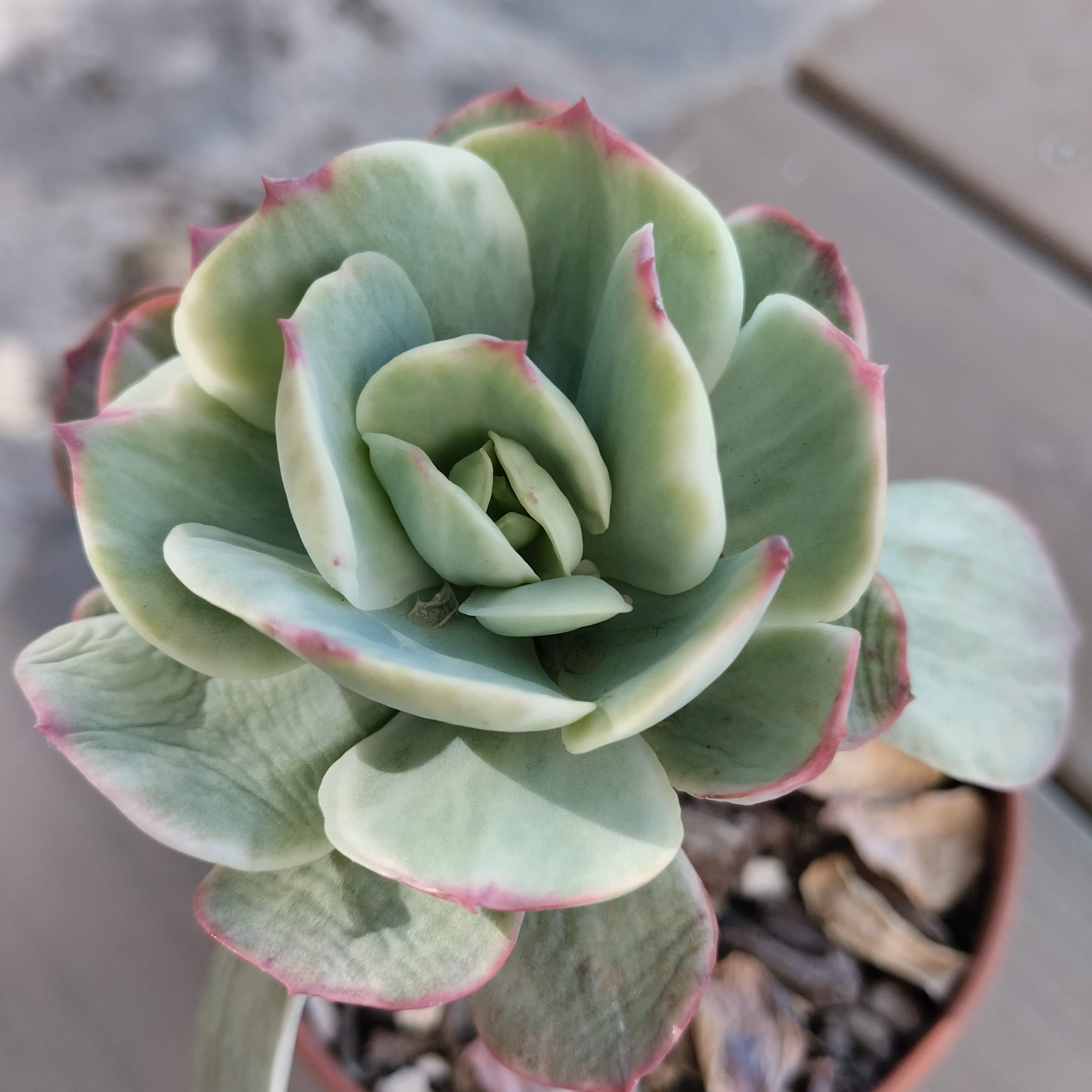 Echeveria mocha variegada