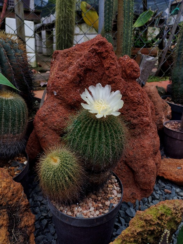 Notocactus schumannianus