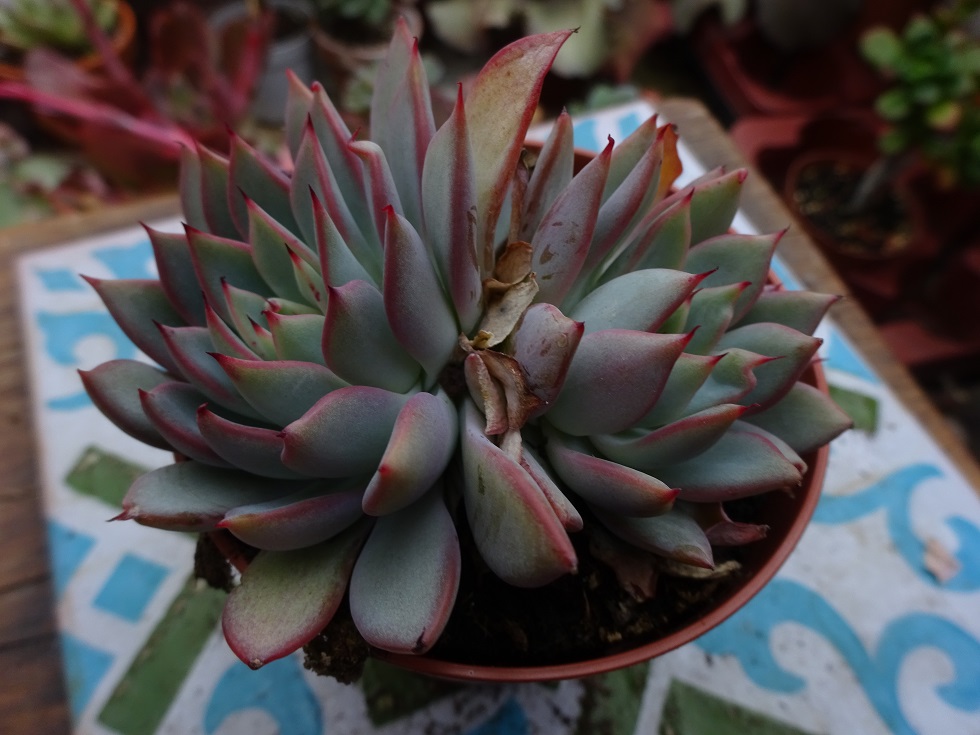 Echeveria caamanoi.JPG