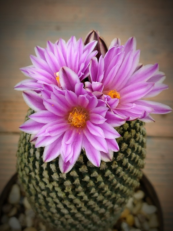 Turbinicarpus valdezianus