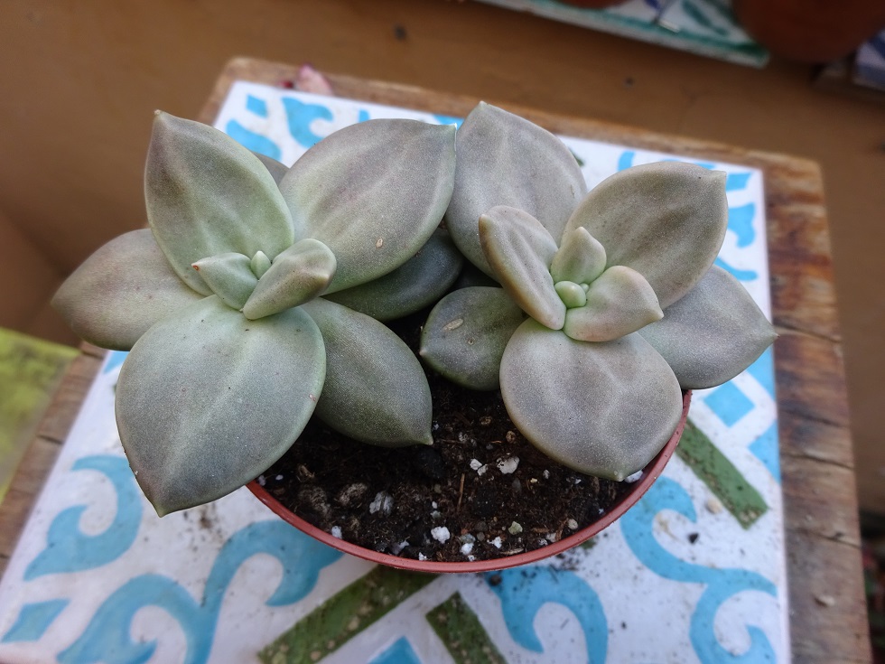 Echeveria xichuensis.JPG