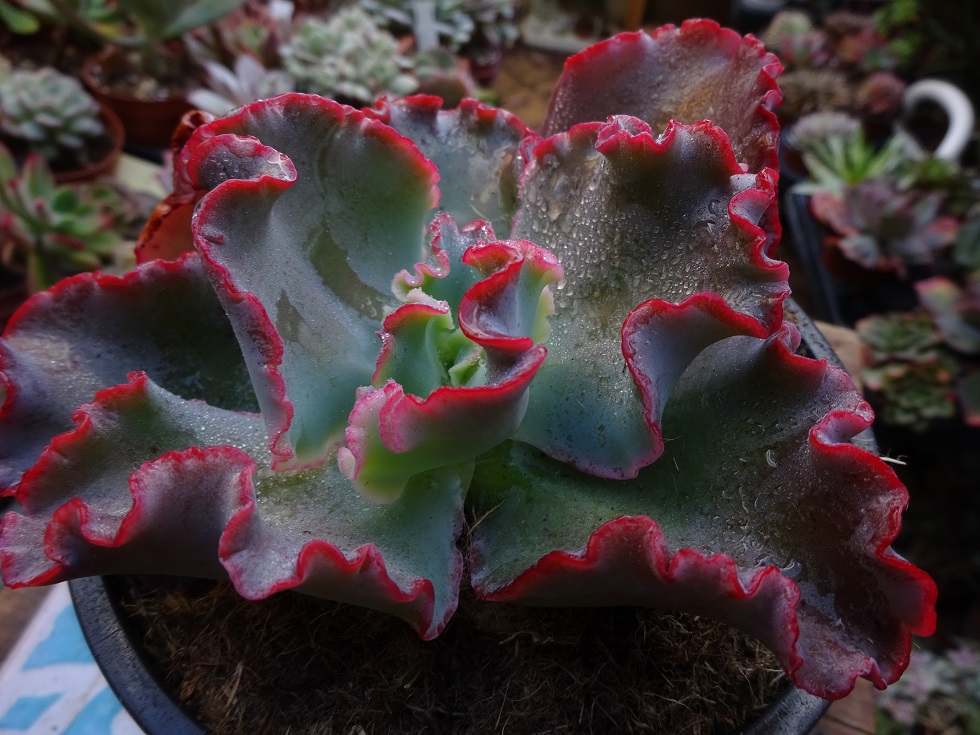 Echeveria Ballerina.JPG