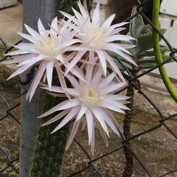 Peniocereus hirschtianus