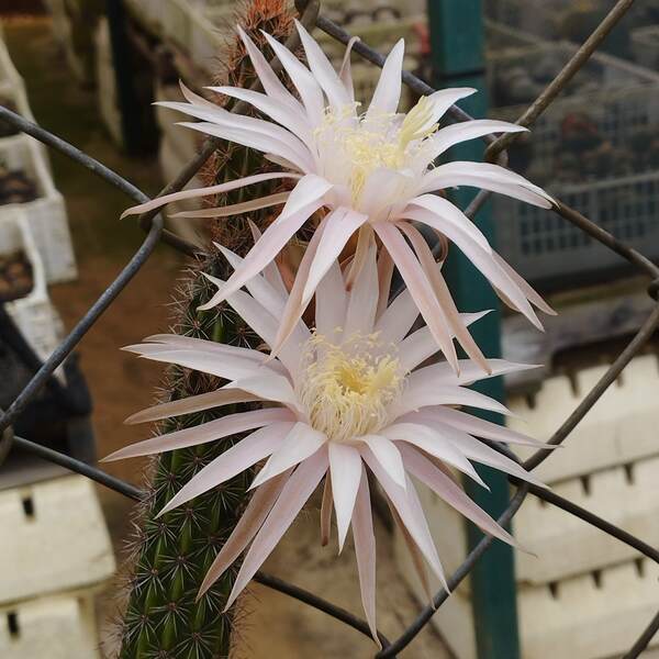 Peniocereus hirschtianus