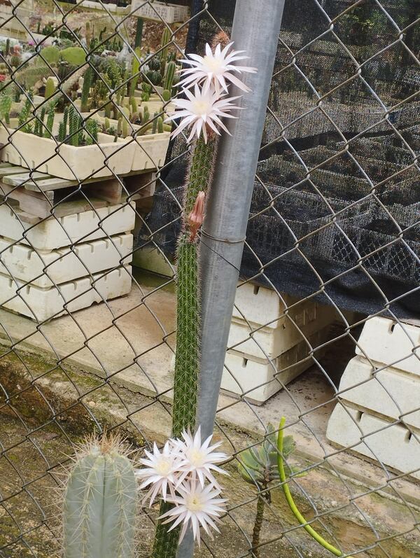 Peniocereus hirschtianus