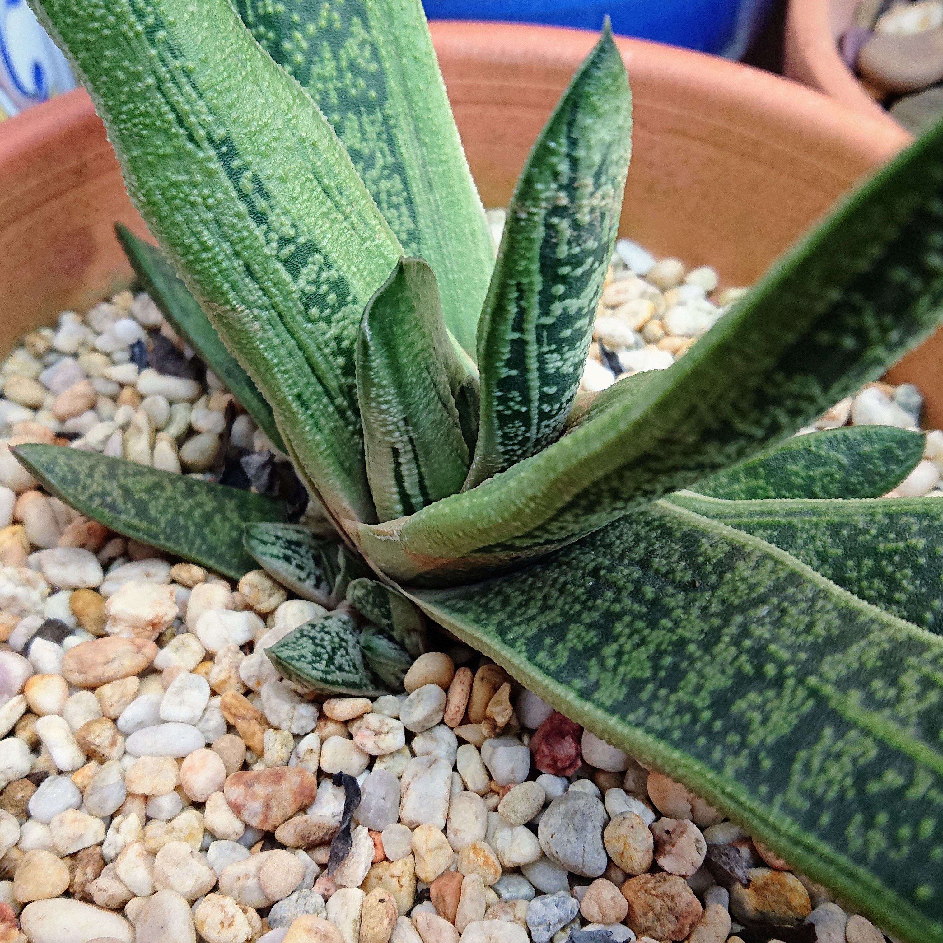 Gasteria cv. Little Warty