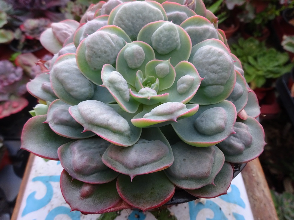 Echeveria   Rain Drops.JPG