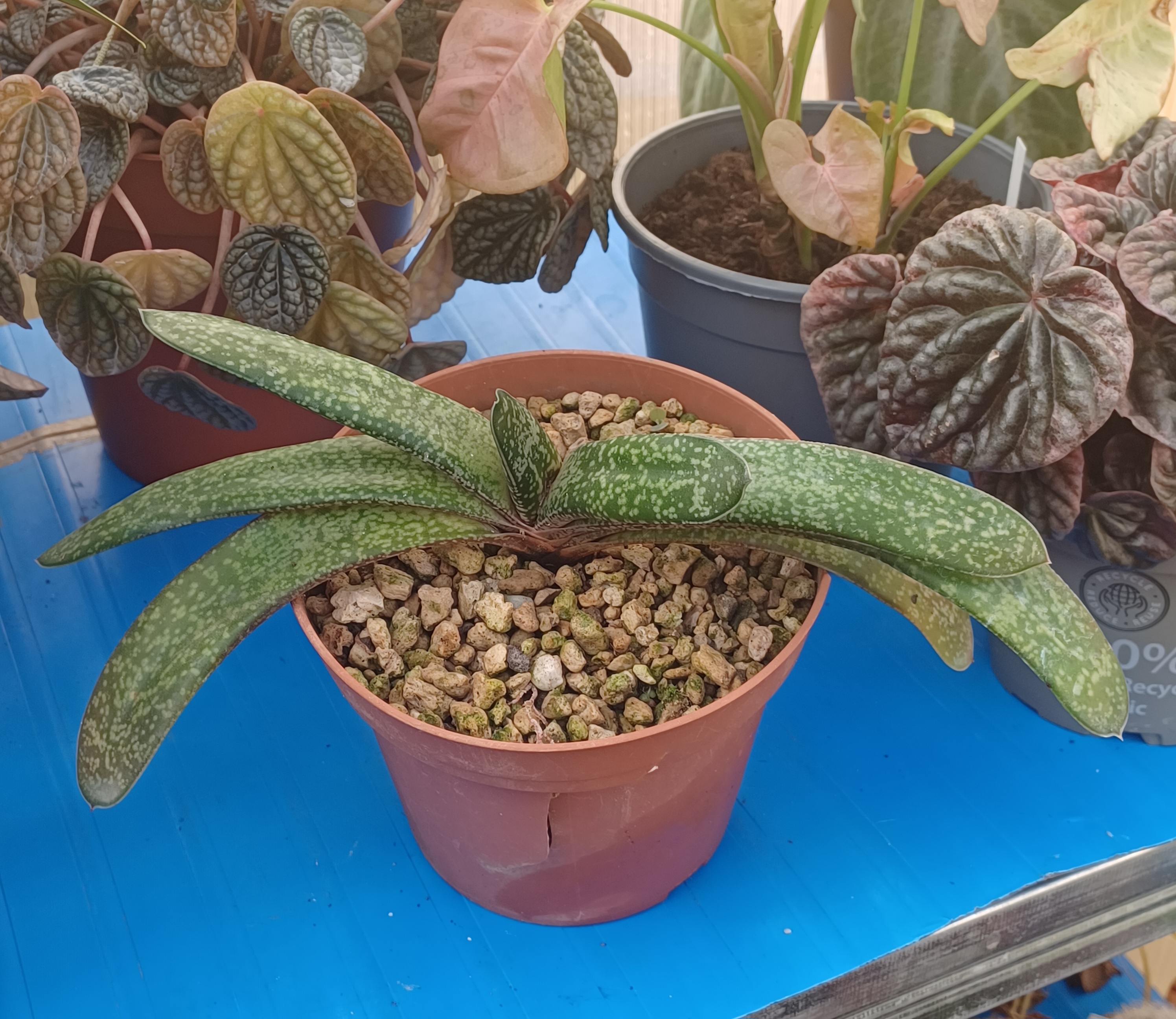 Gasteria baylissiana