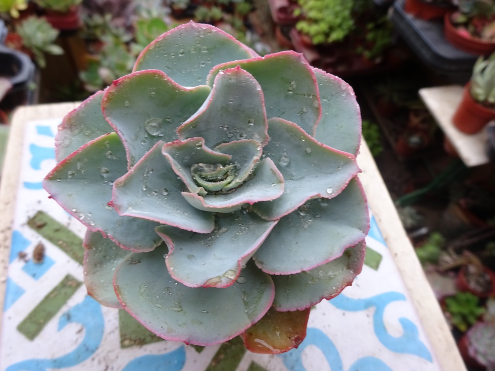 Echeveria sp. Huautla.JPG