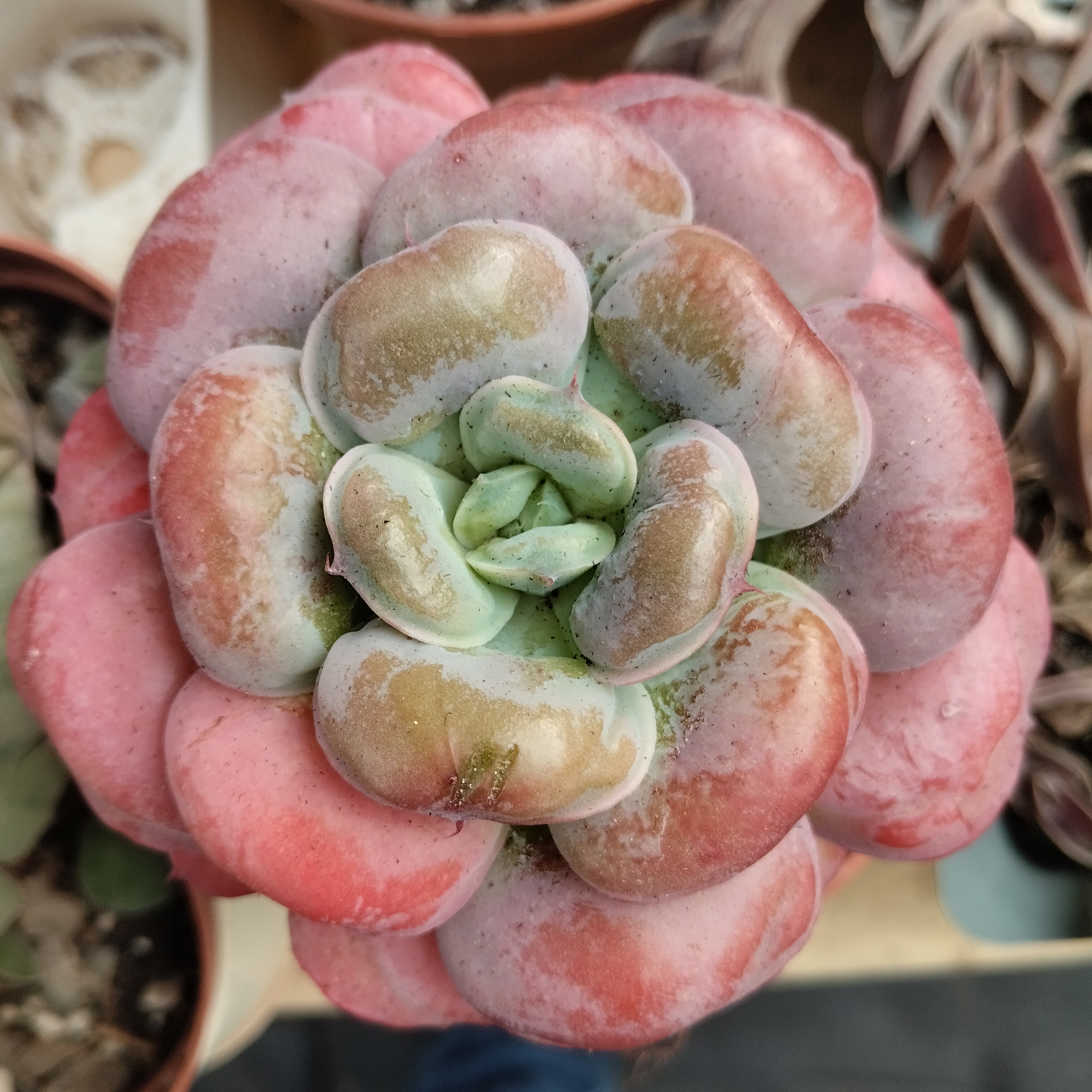 Echeveria Pagoda x Raindrops