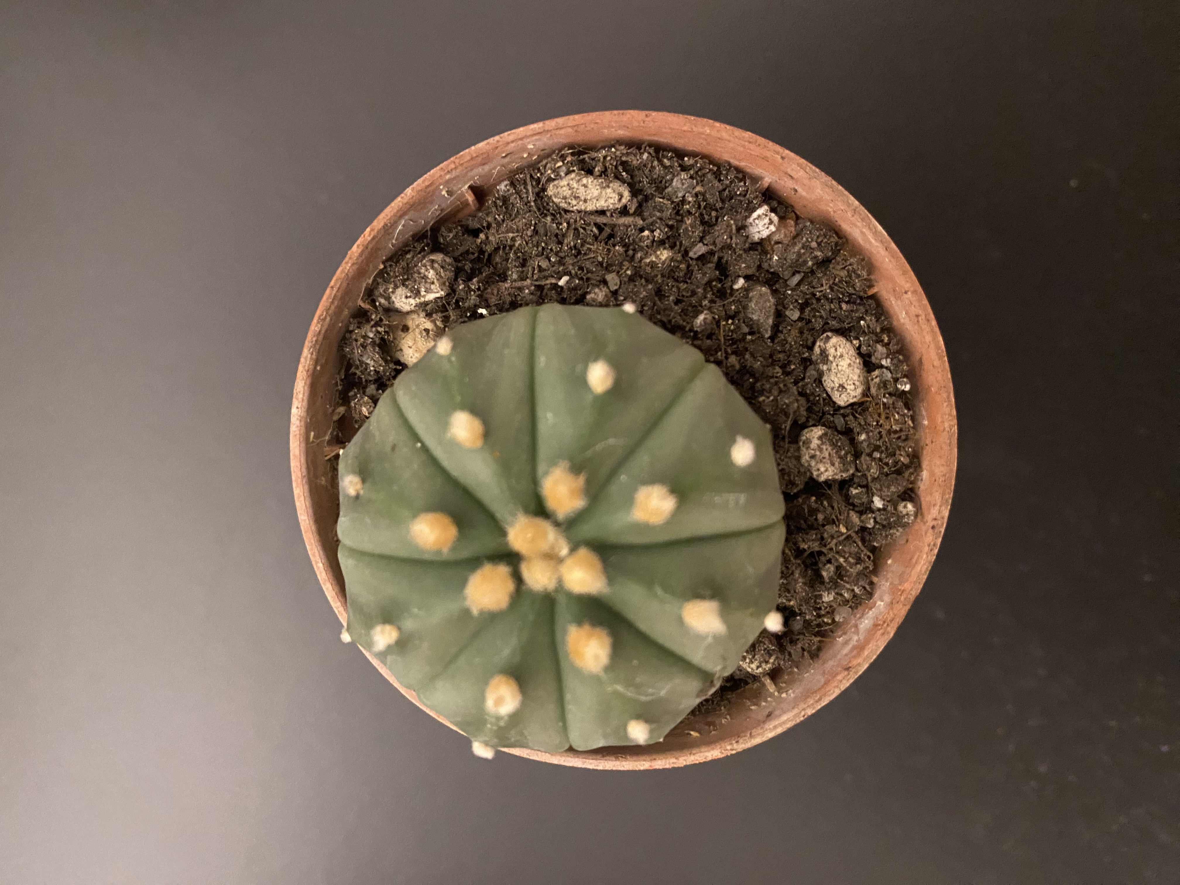 Foto 1