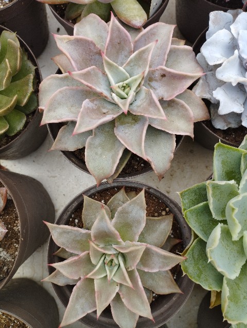 Echeveria sp2