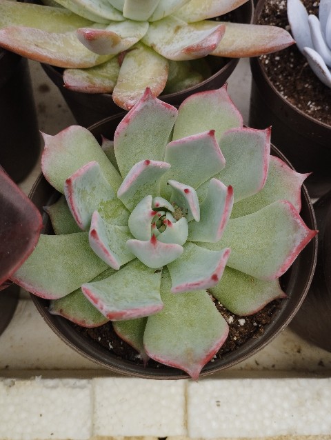Echeveria sp1