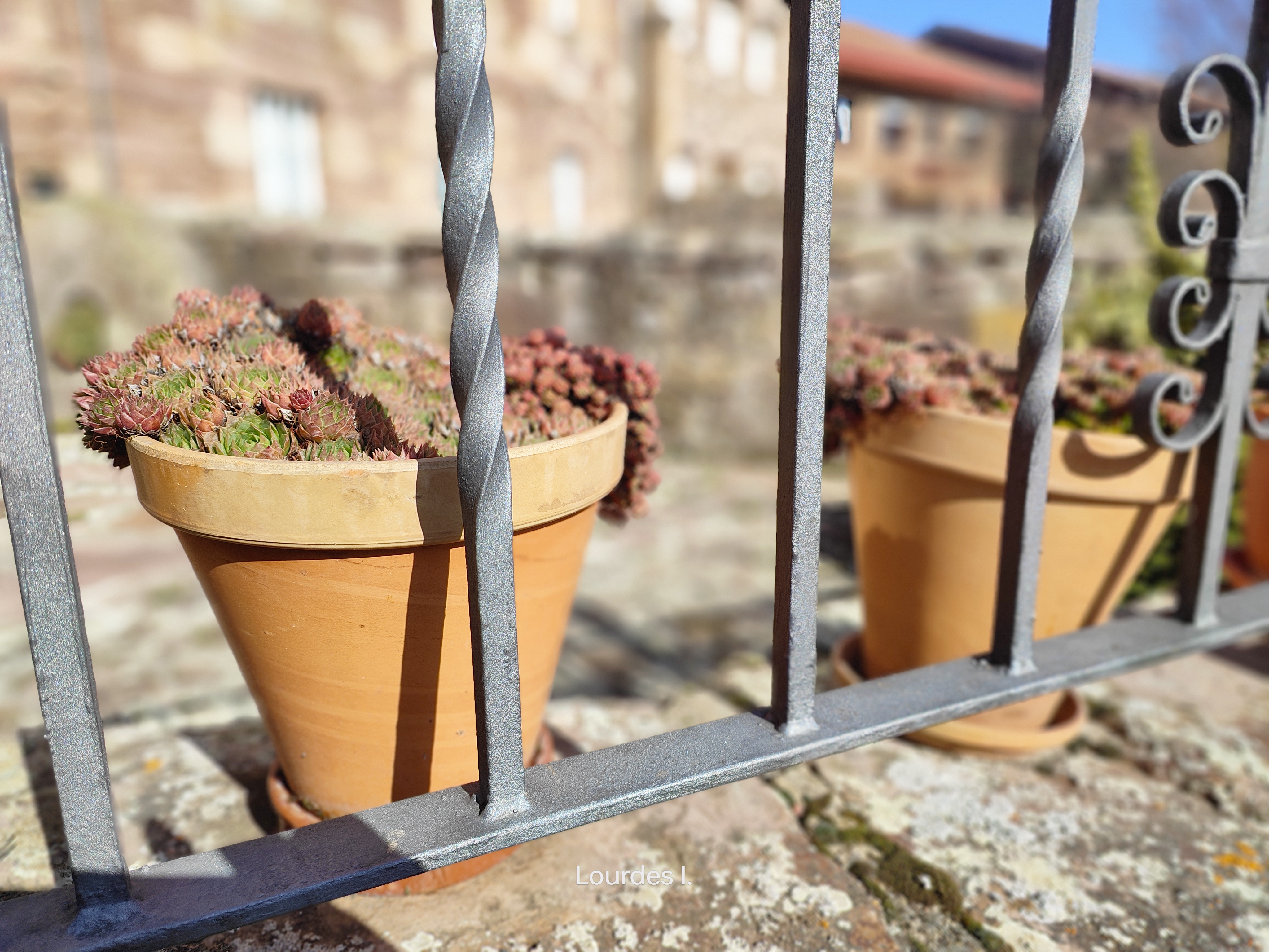 una señora que cultivaba sempervivum en macetas