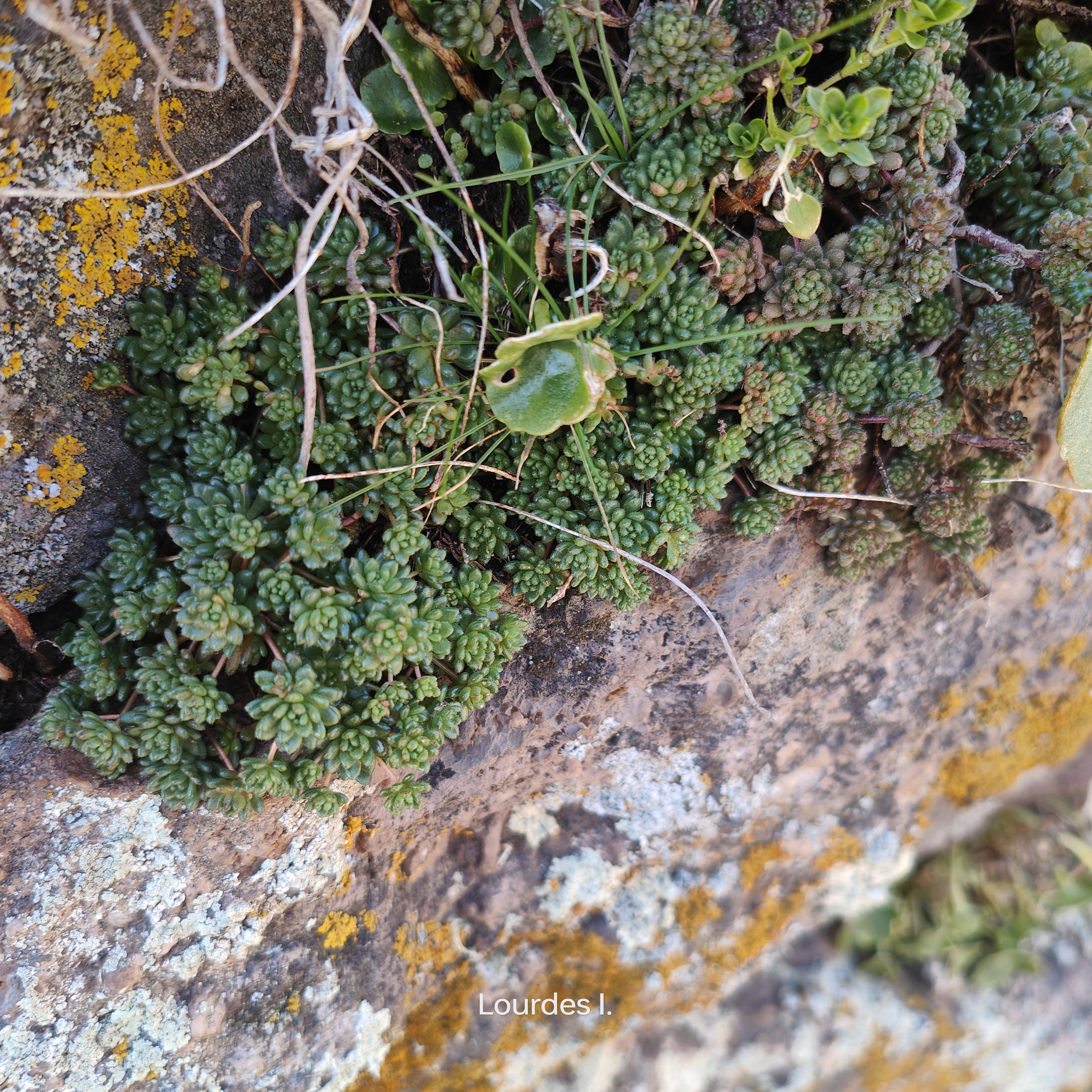 Sedum y umbilicus en los muros