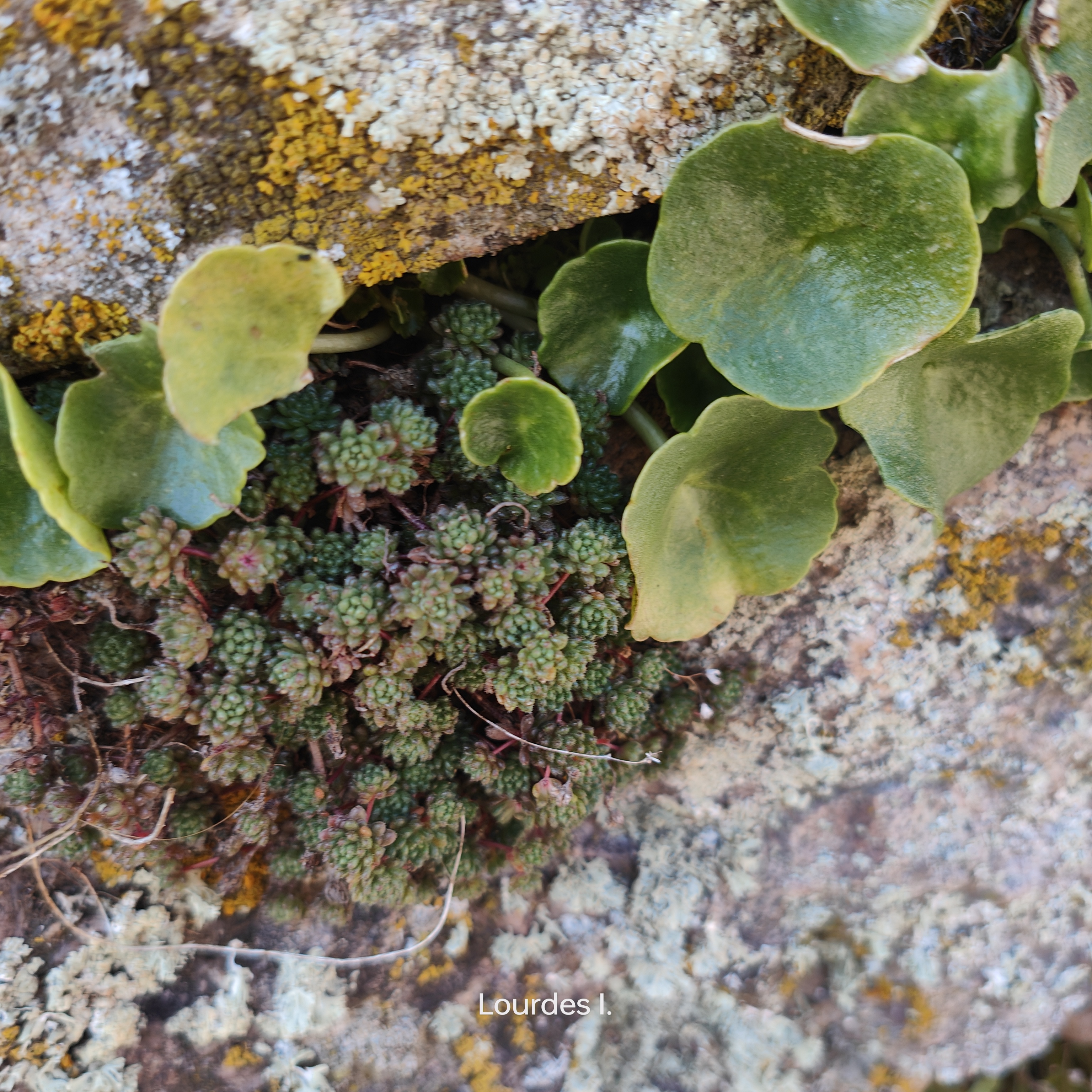 Sedum y umbilicus en los muros