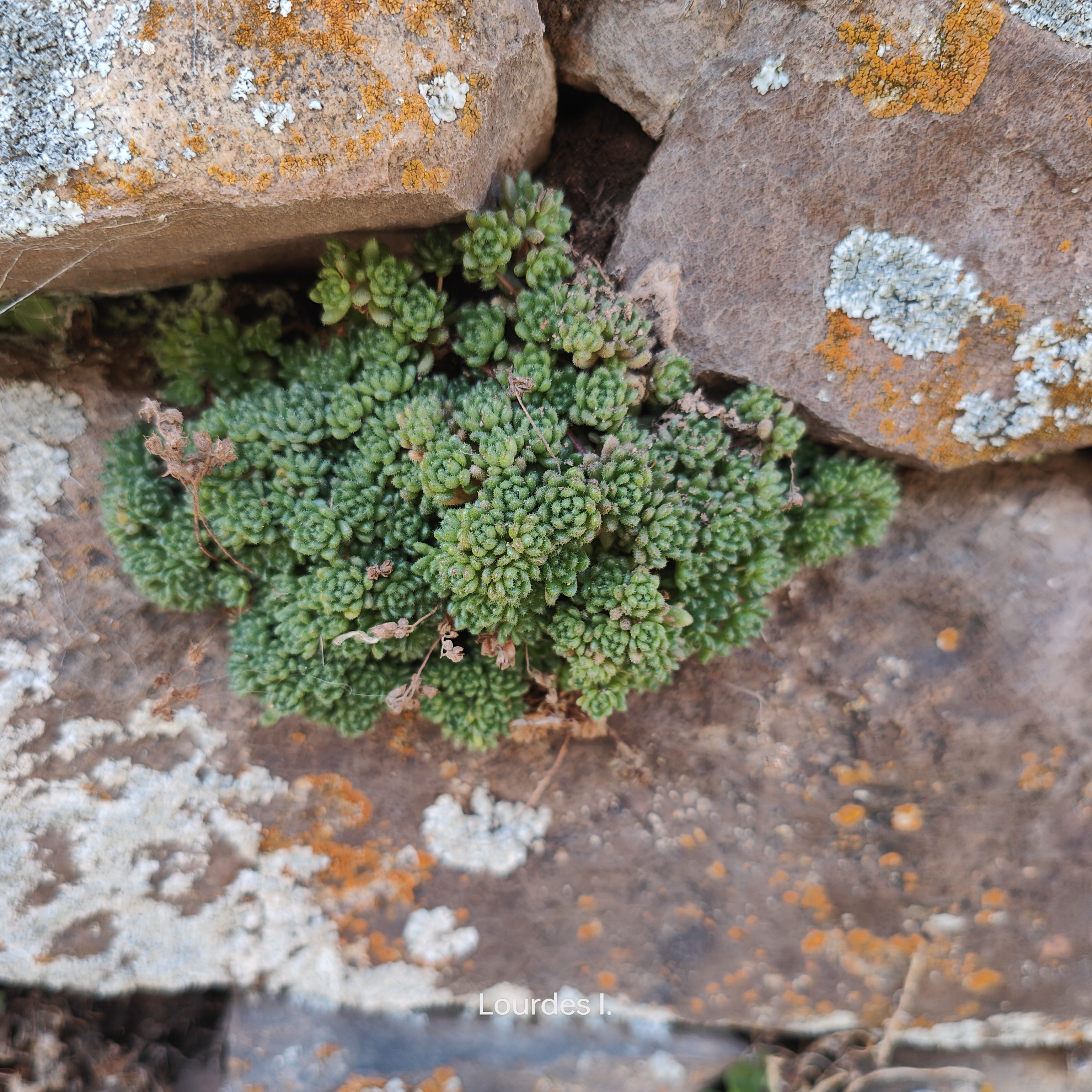 Sedum  y umbilicus