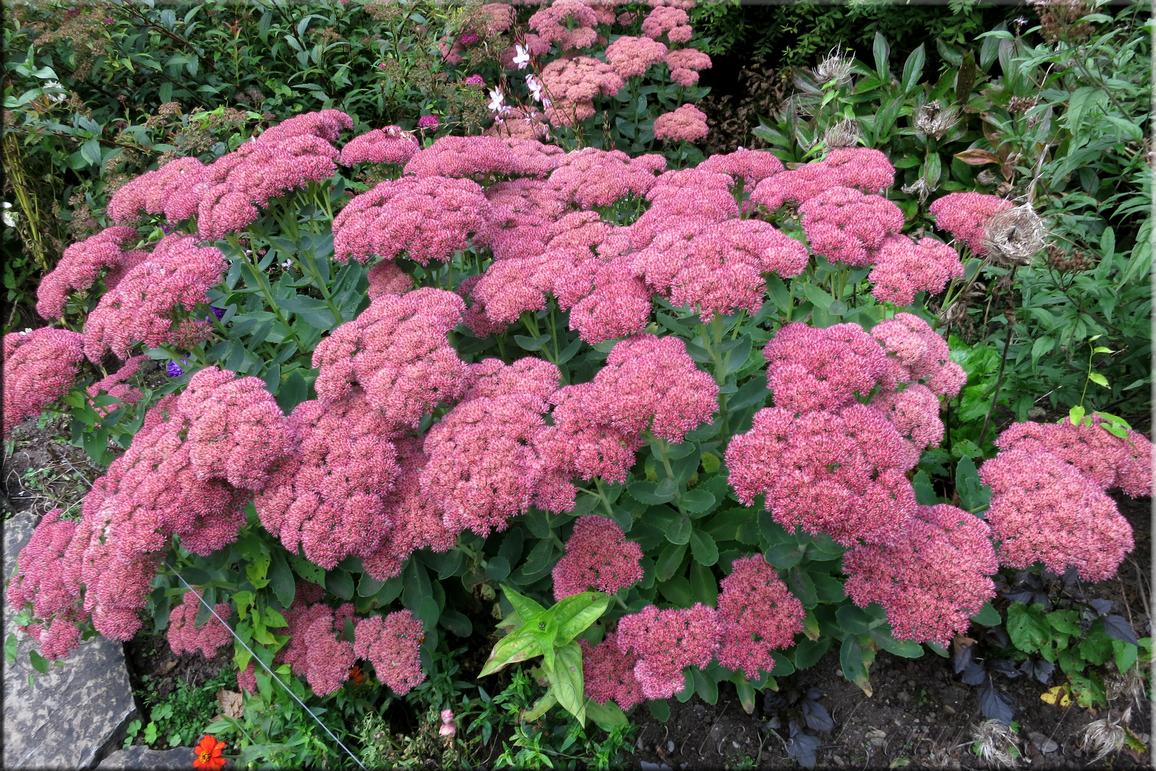 Sedum spectabile
