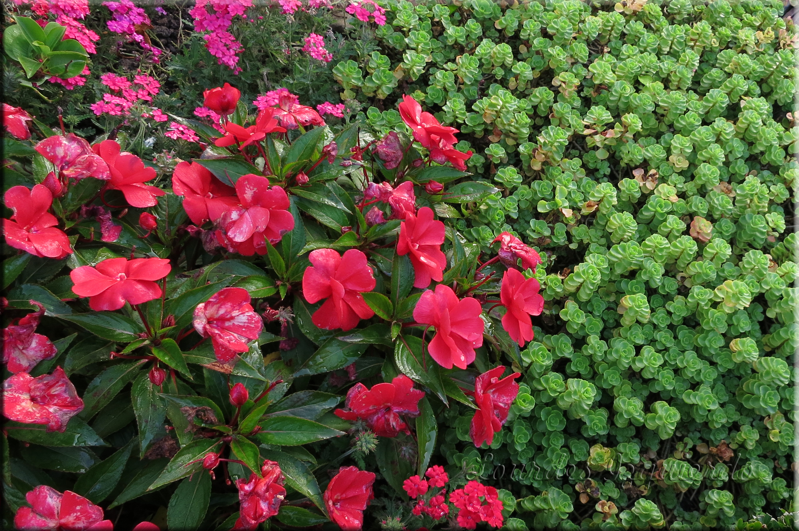 Sedum spurium