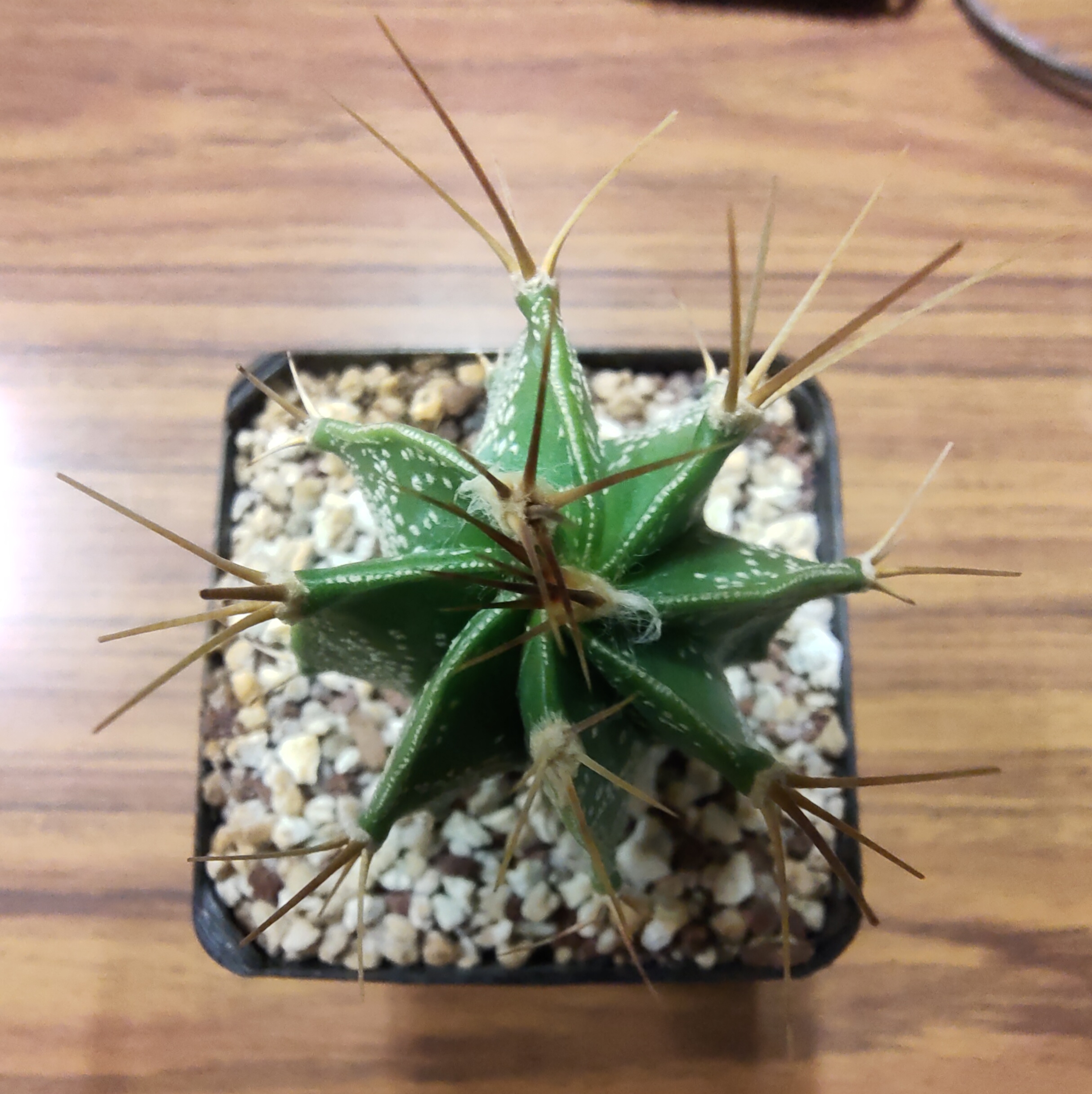 Astrophytum ornatum