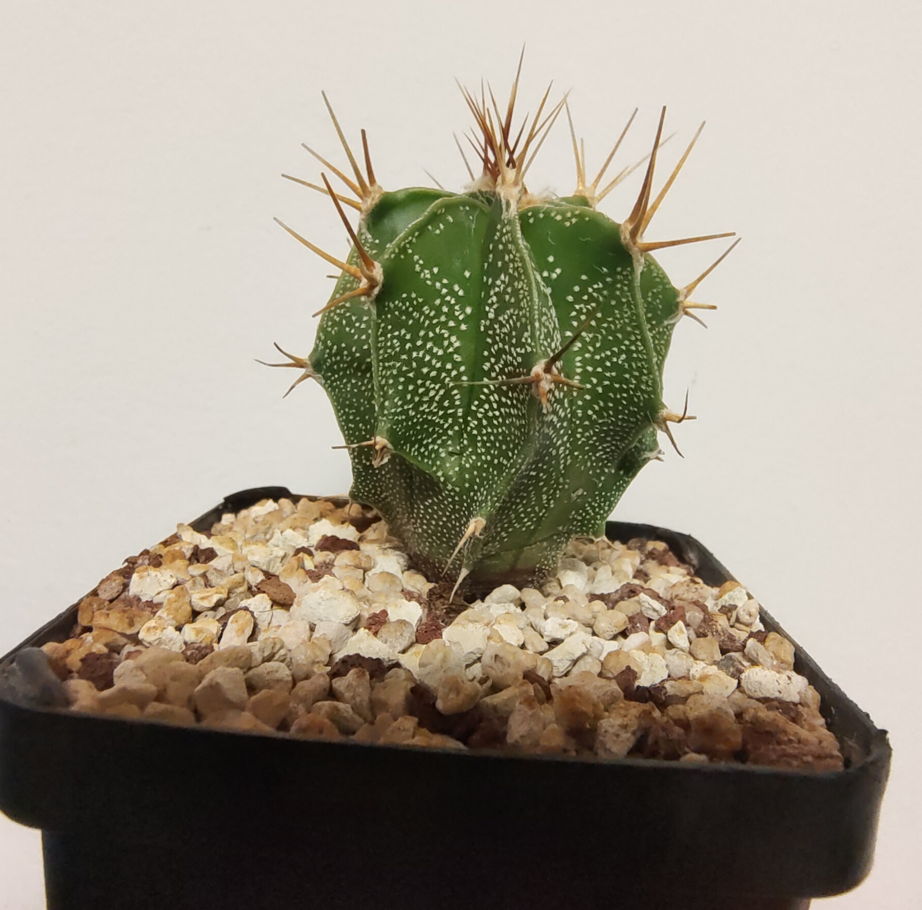 Astrophytum ornatum
