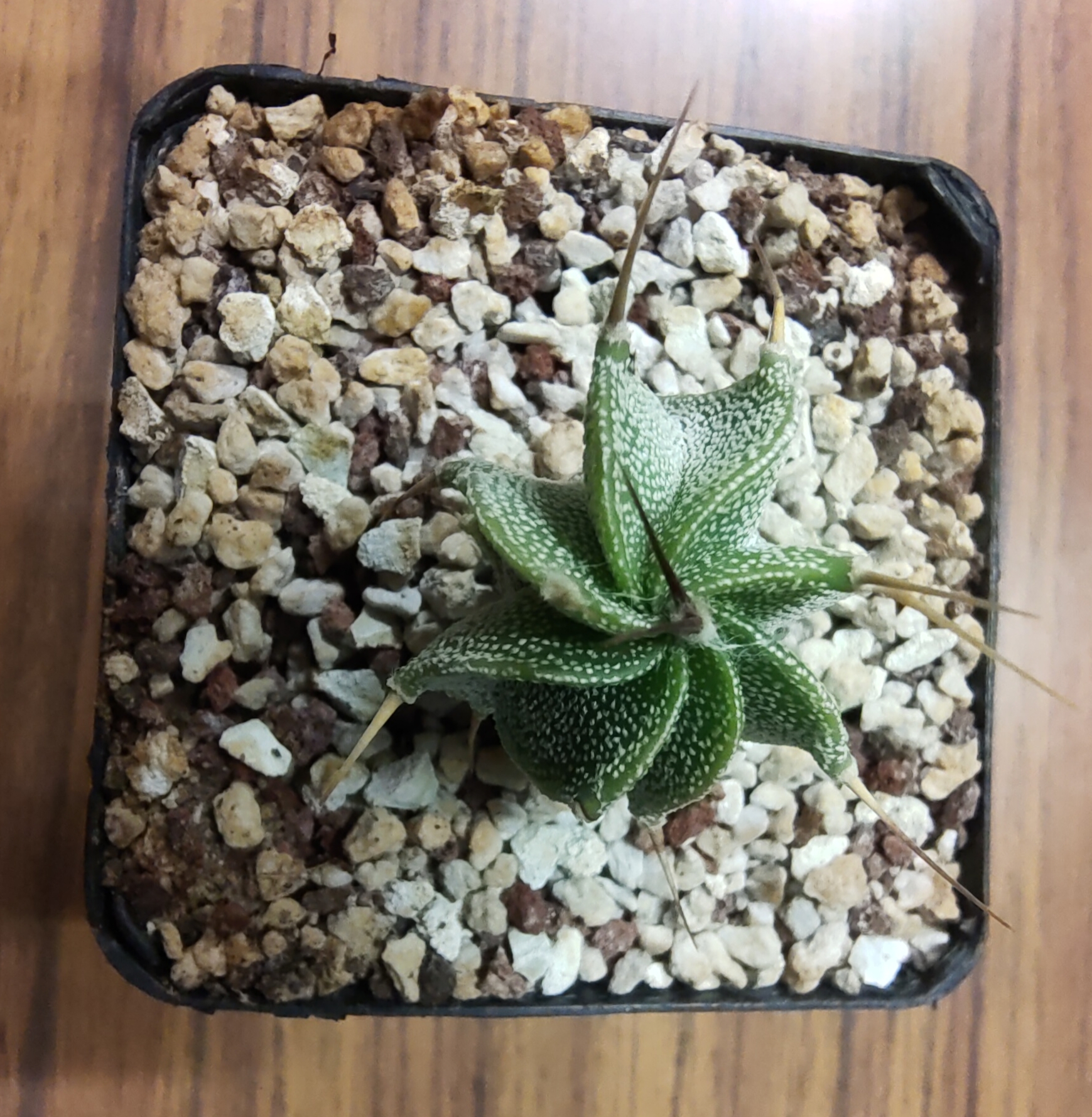 Astrophytum ornatum