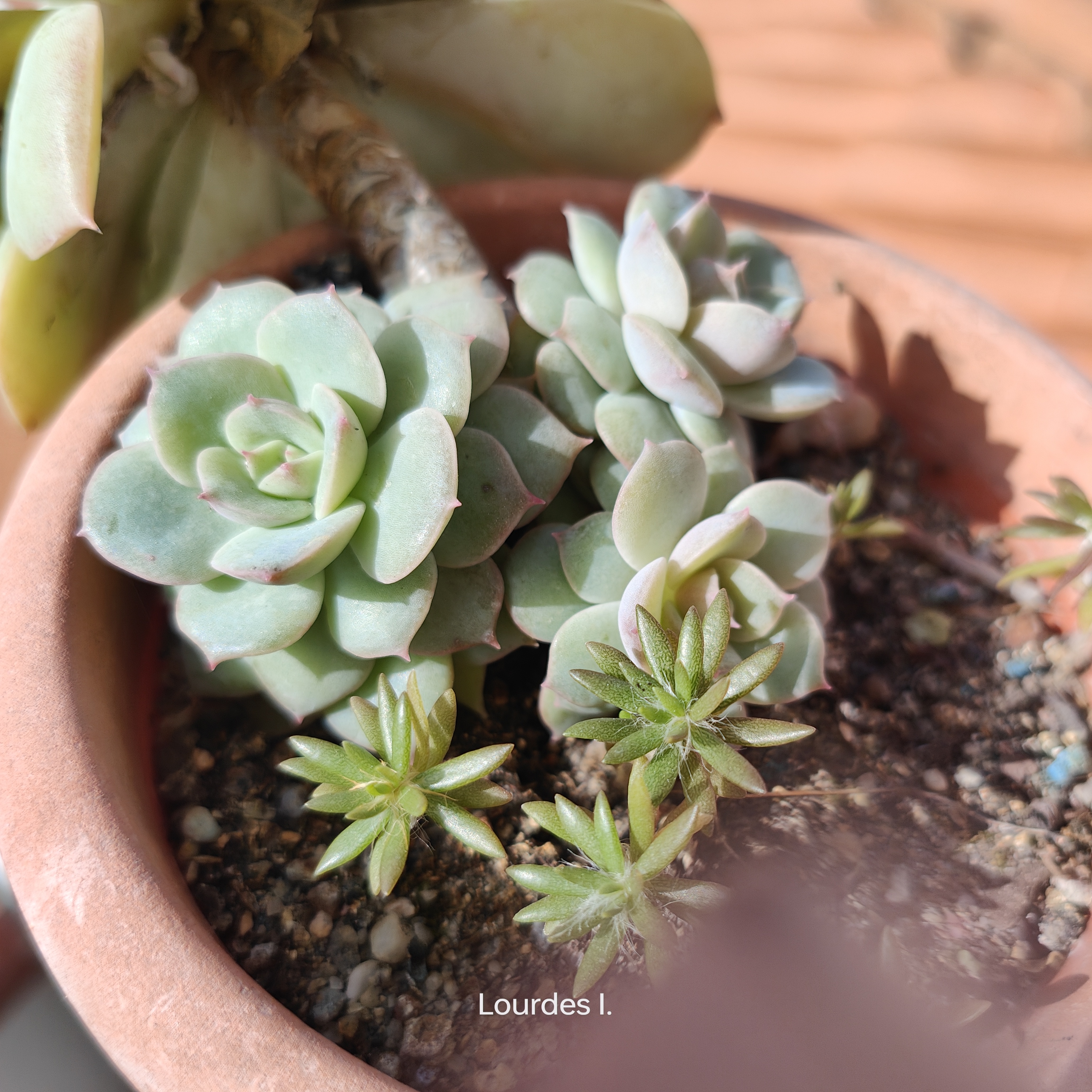 La suculenta invasora es un regalo de lorette. Esta en casi todas las macetas del rincón de las plantas olvidadas