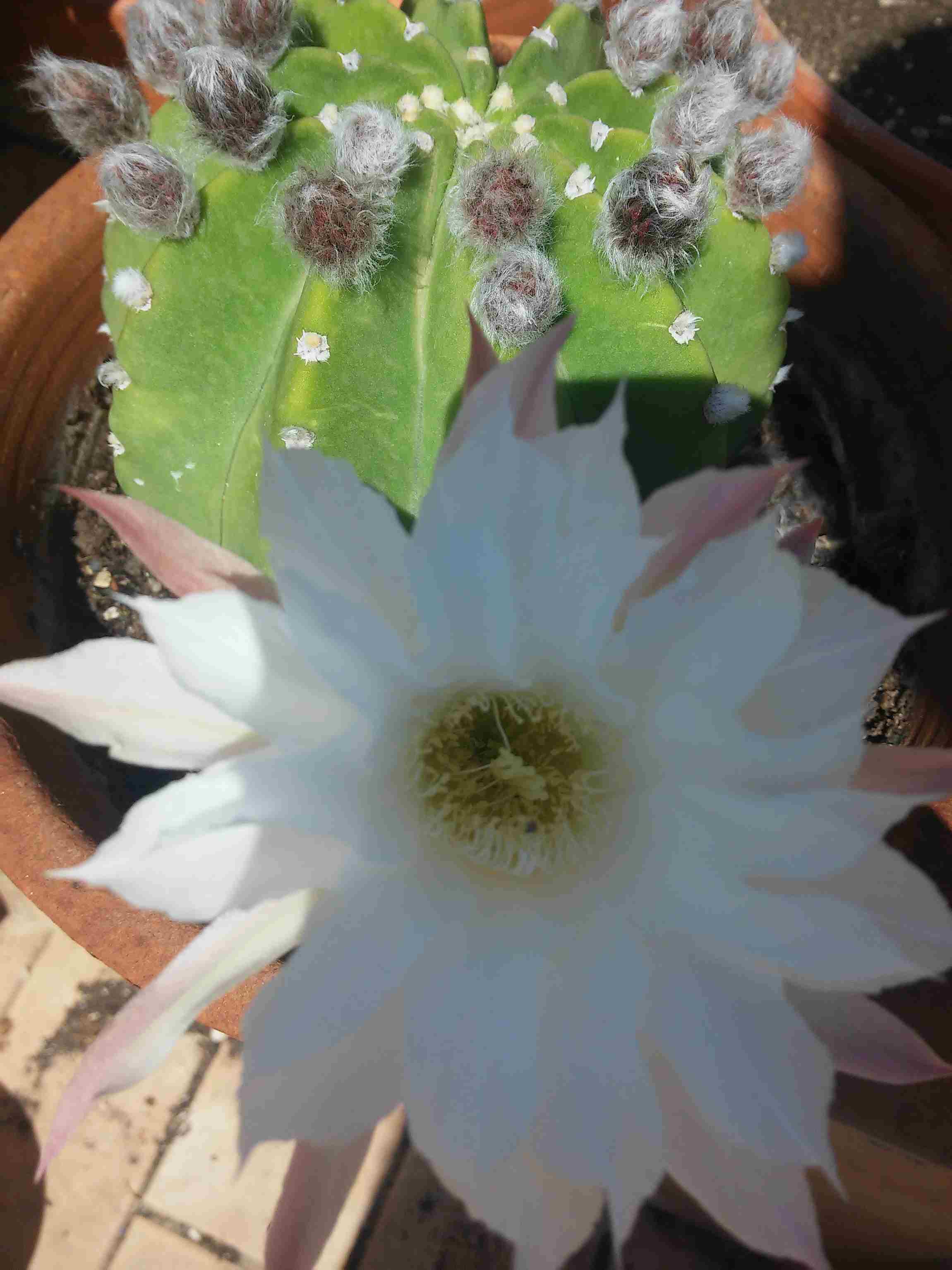 17 echinopsis subdenudata 10-9_11zon.jpg