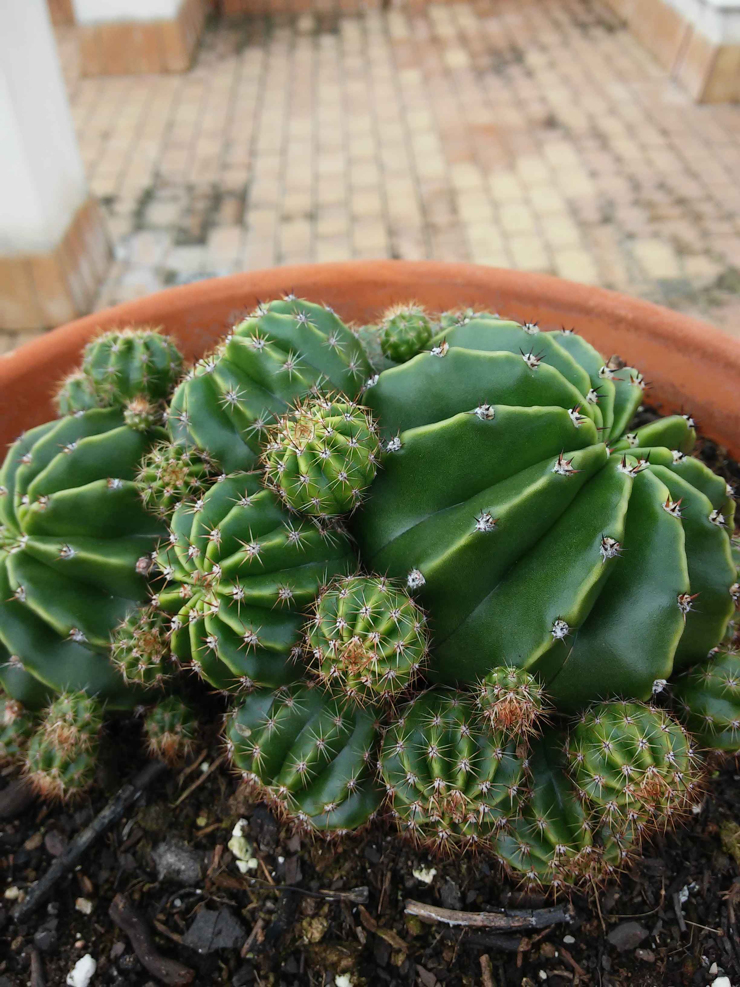 53 echinopsis eyriesii_11zon.jpg