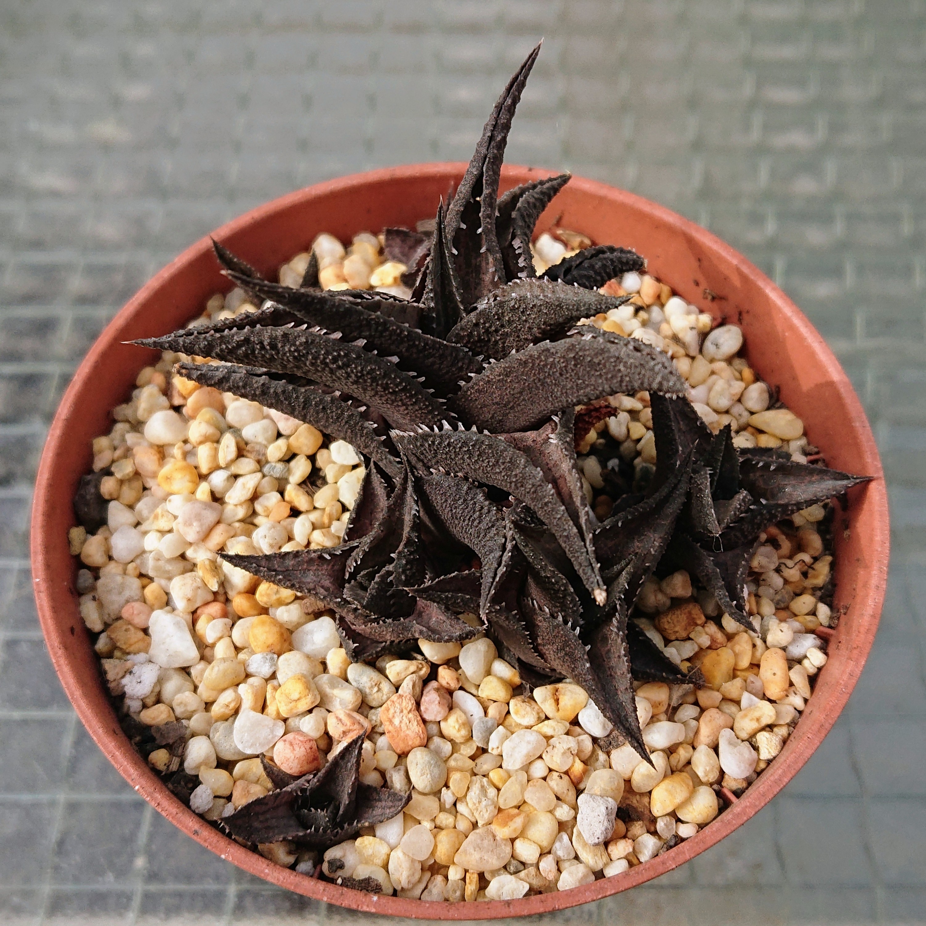 H. tessellata