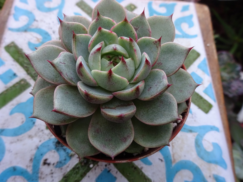 Echeveria Ben Badis 8.JPG